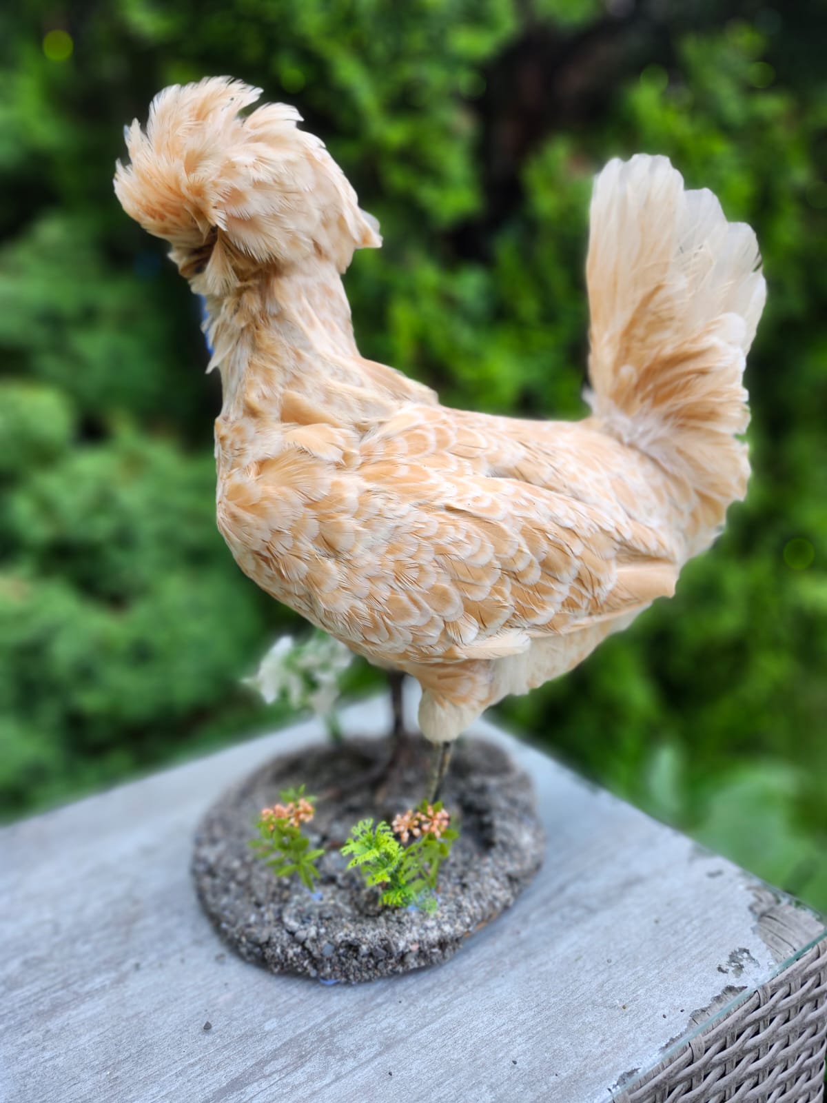 Chicken rooster taxidermy