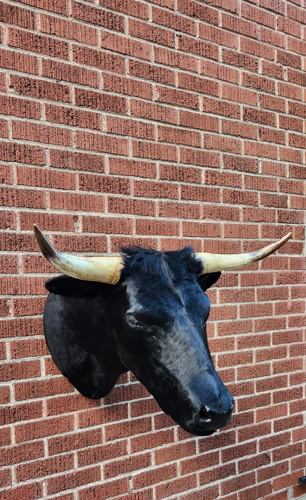 Black shoulder mount cow taxidermy