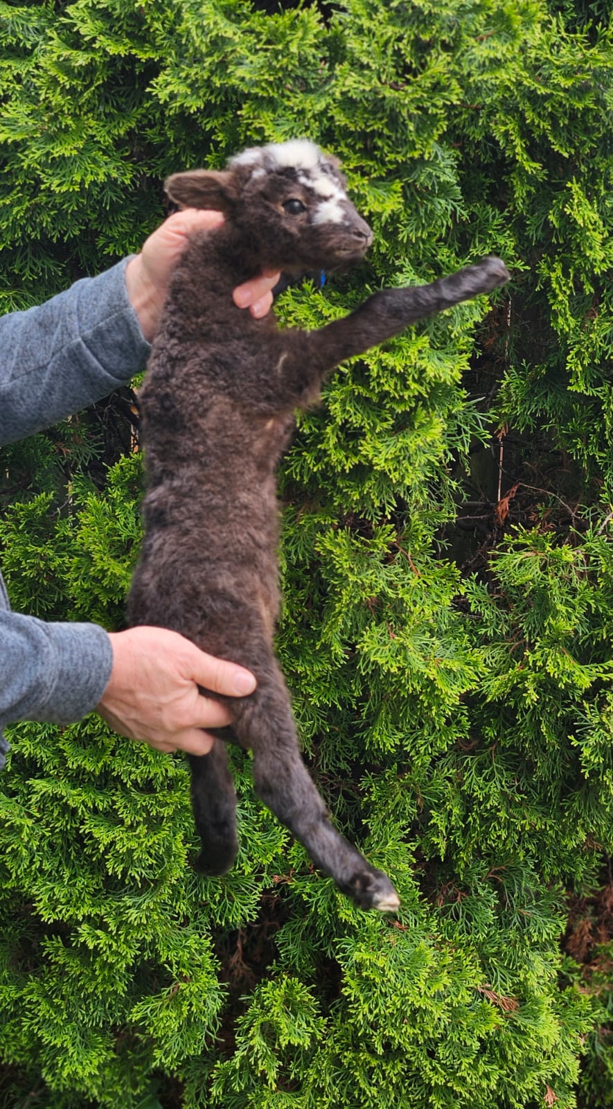 Floppy soft mount baby lamb taxidermy,  goat, sheep