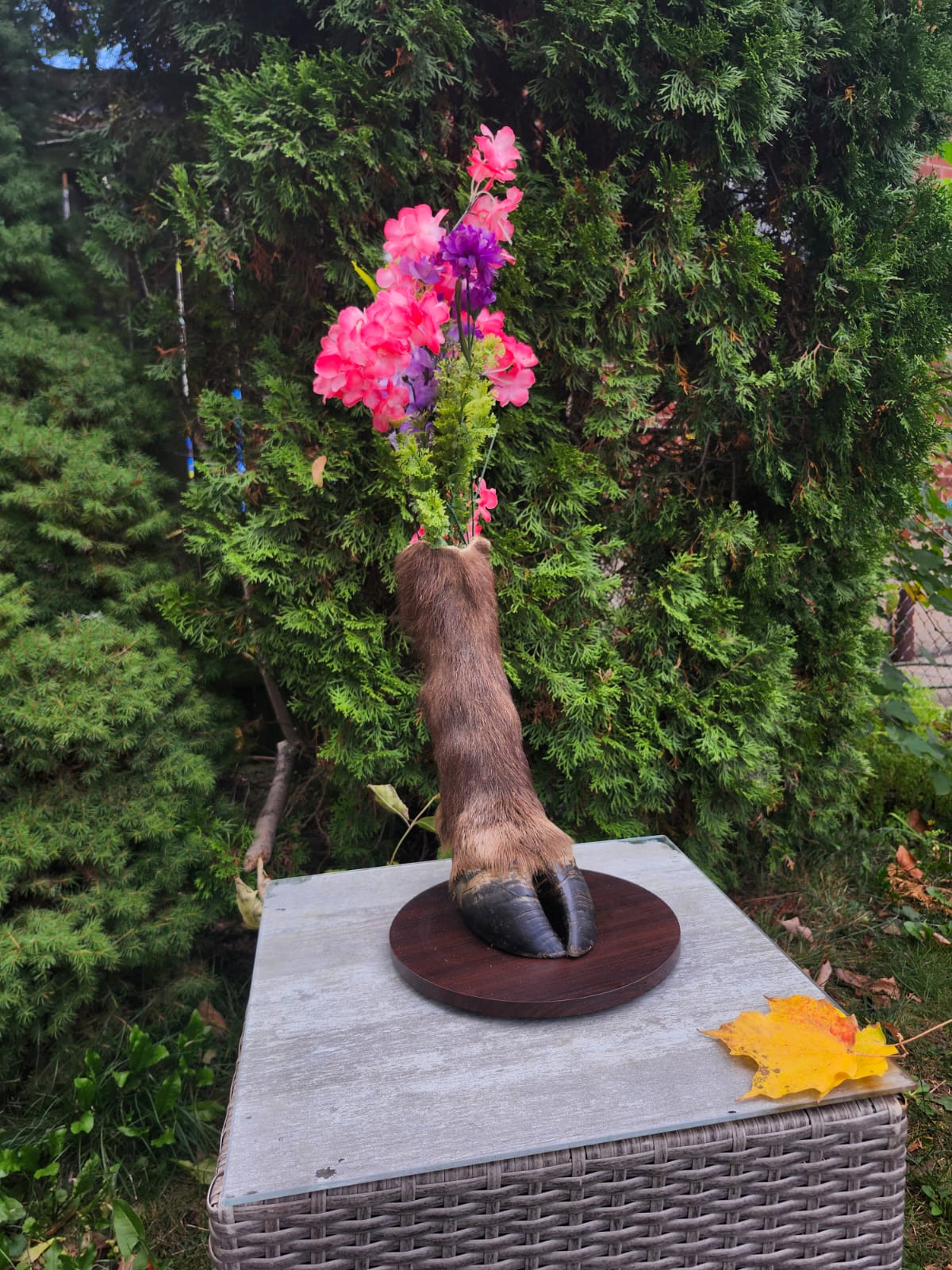 Bison / buffalo hoof taxidermy