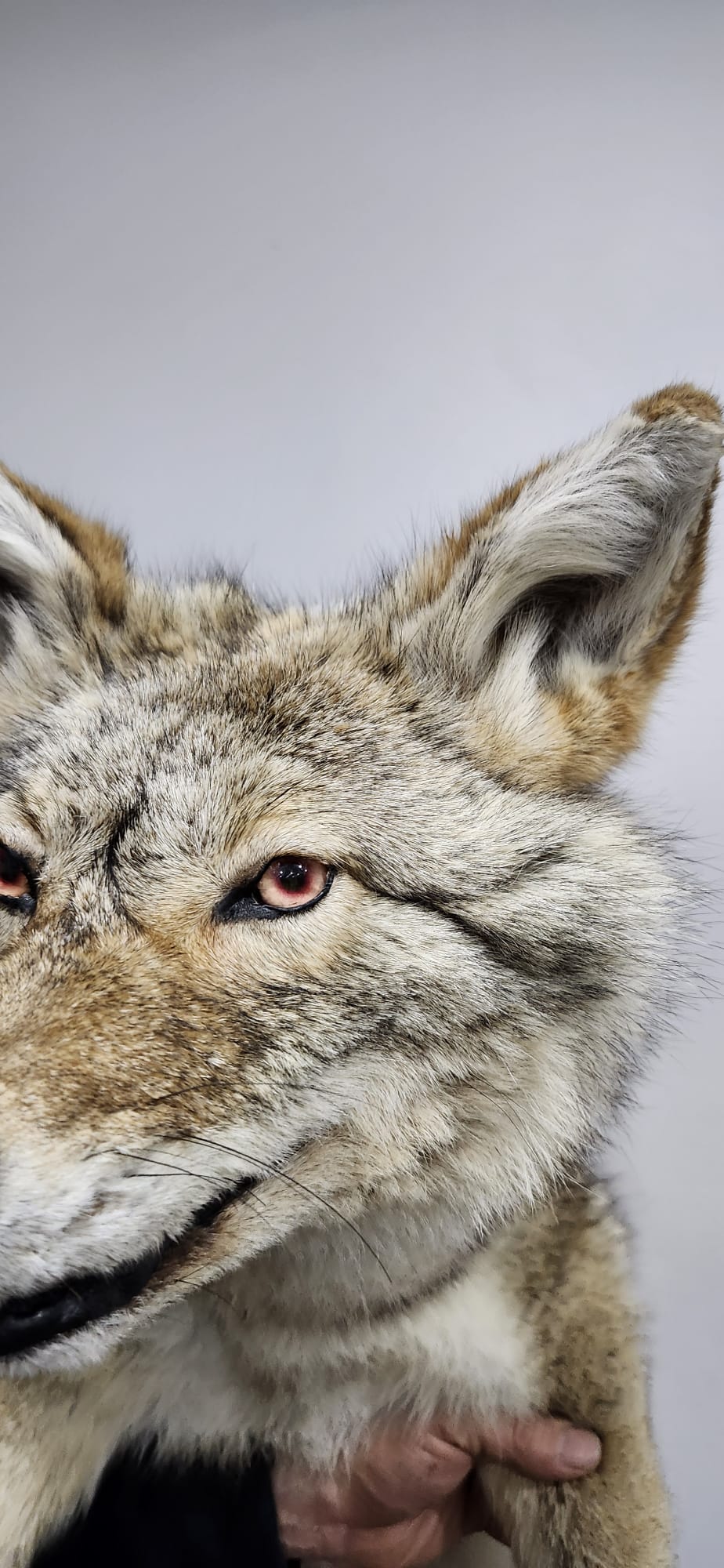 Soft mount coyote taxidermy