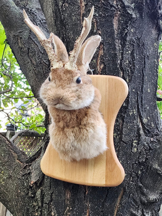 Shoulder mount brown jackalope taxidermy