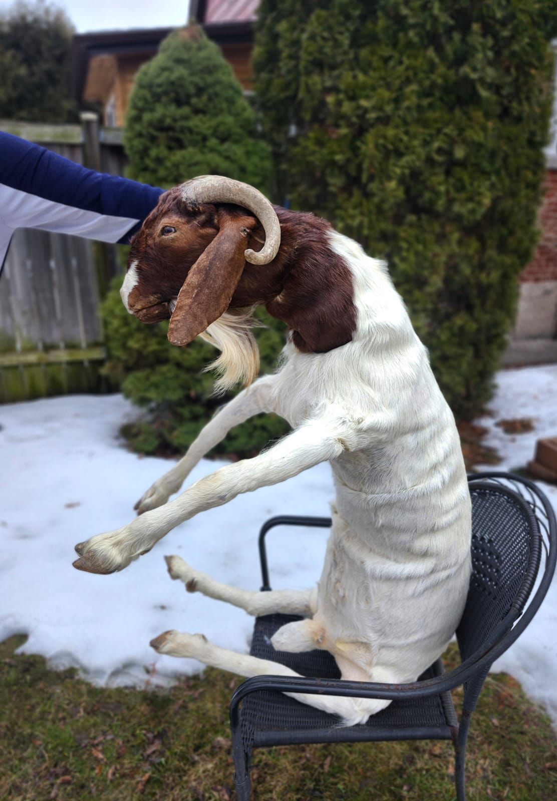 Soft mount very large goat taxidermy