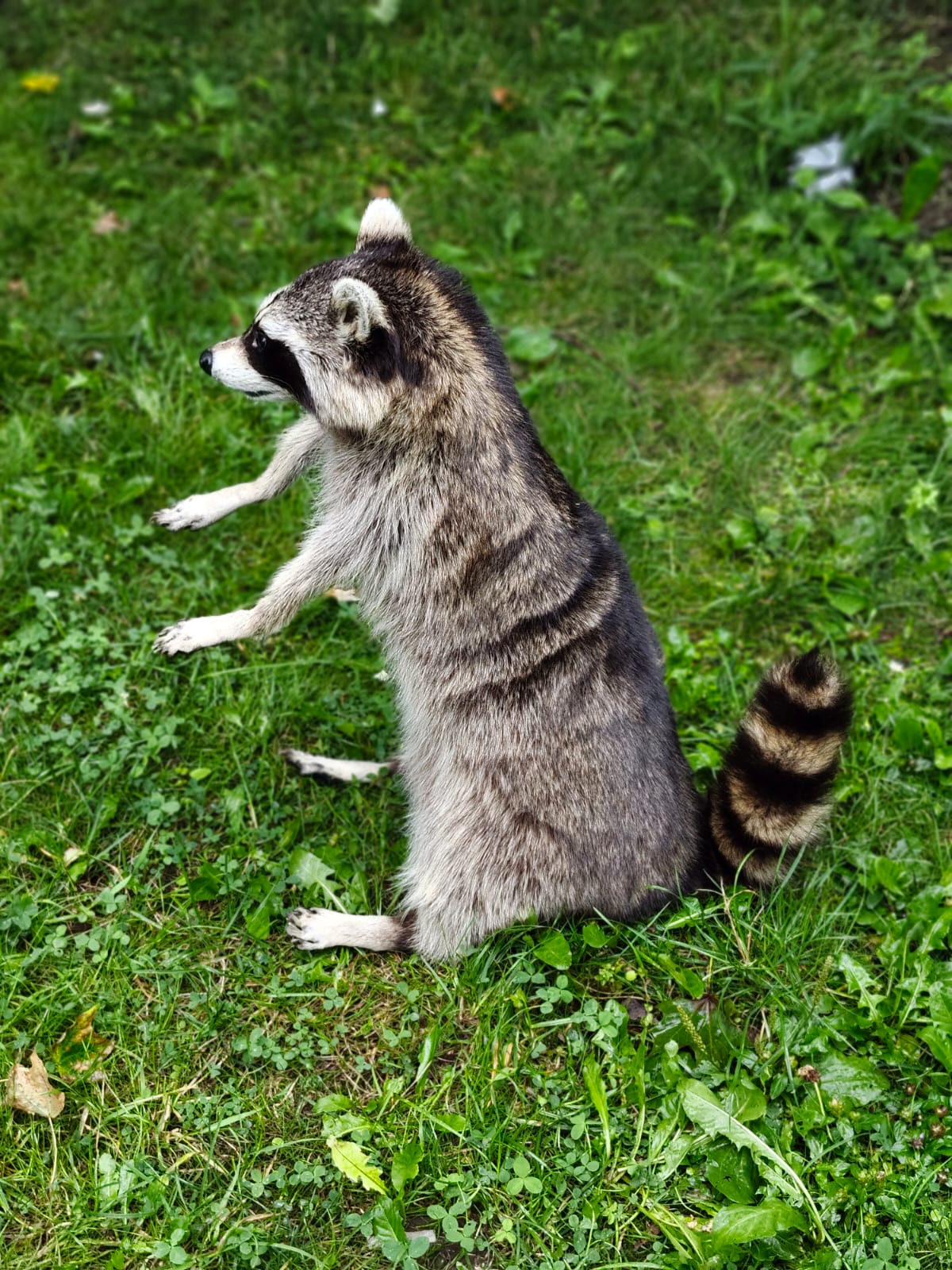 Fully Posable large soft mount raccoon taxidermy