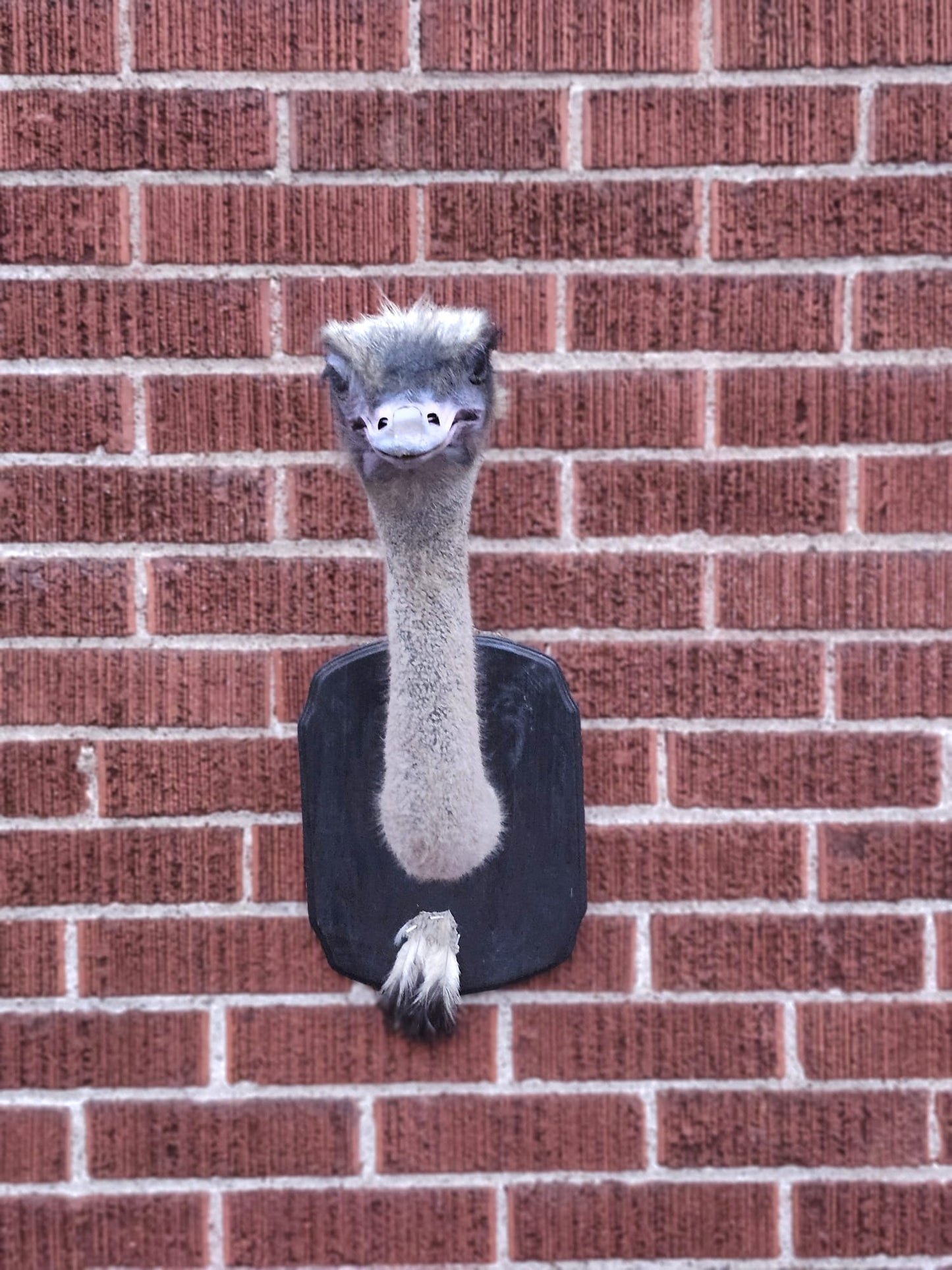 Wall mounted ostrich taxidermy