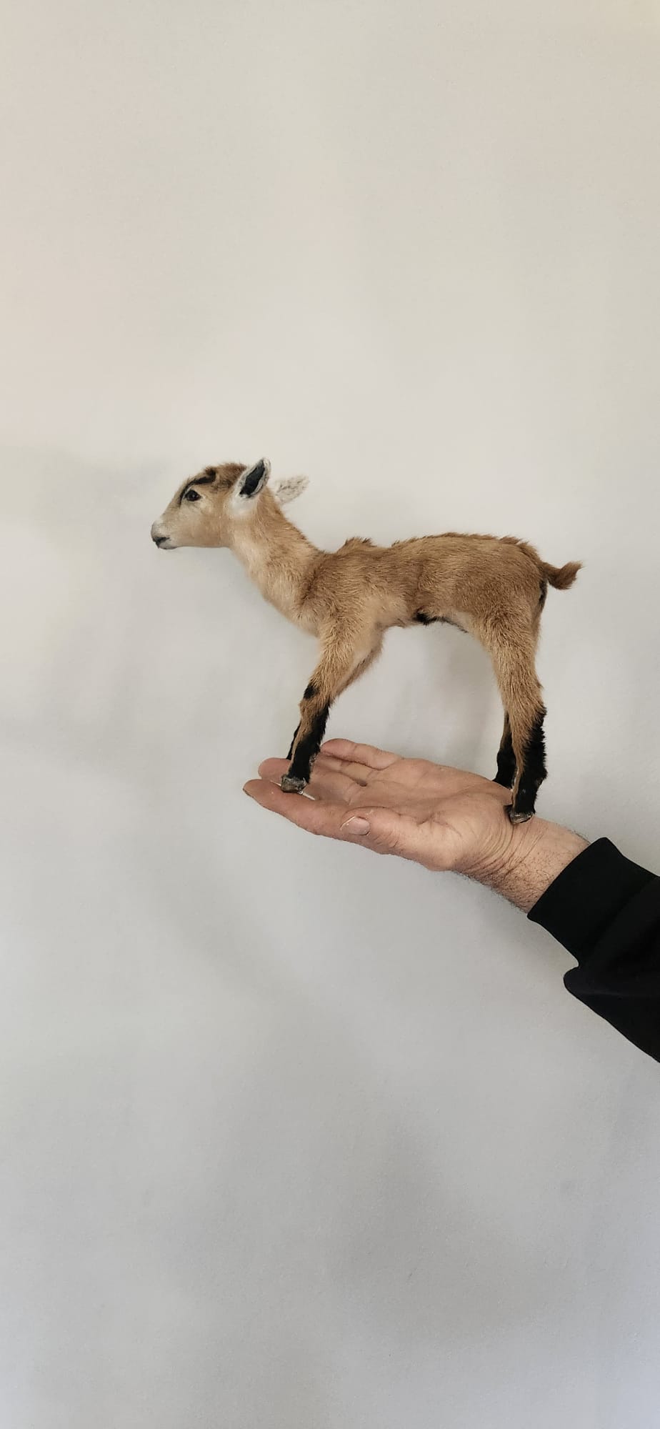 Fully Posable soft mount baby goat taxidermy