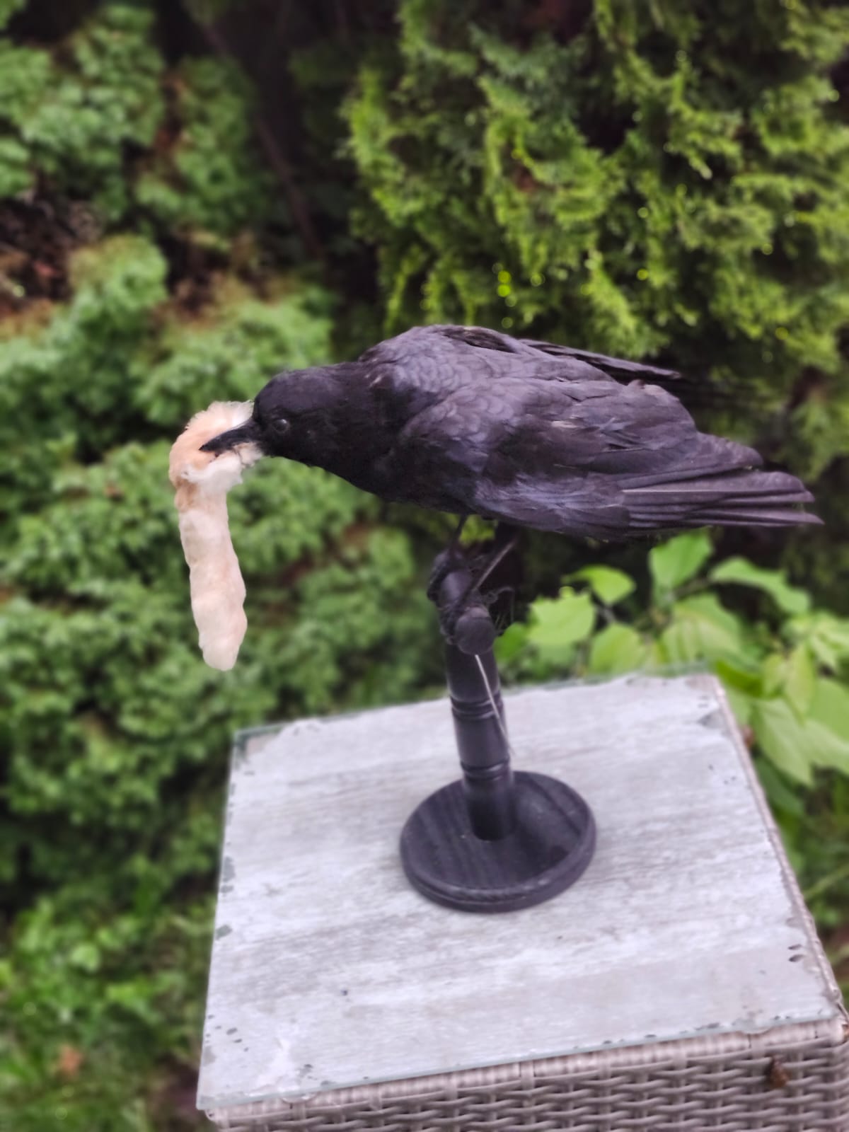 Standing carrion crow taxidermy hunted a rabbit foot