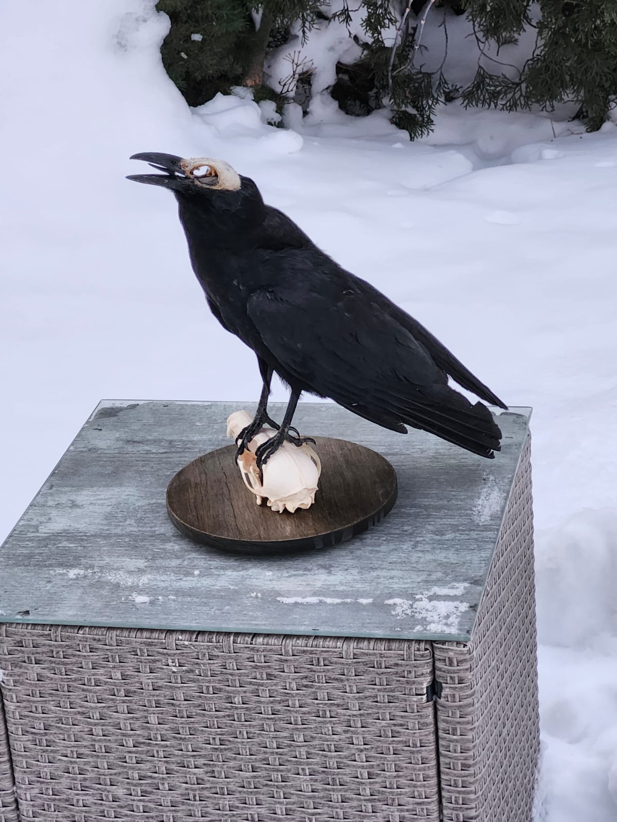 Standing carrion crow taxidermy on a fox skull