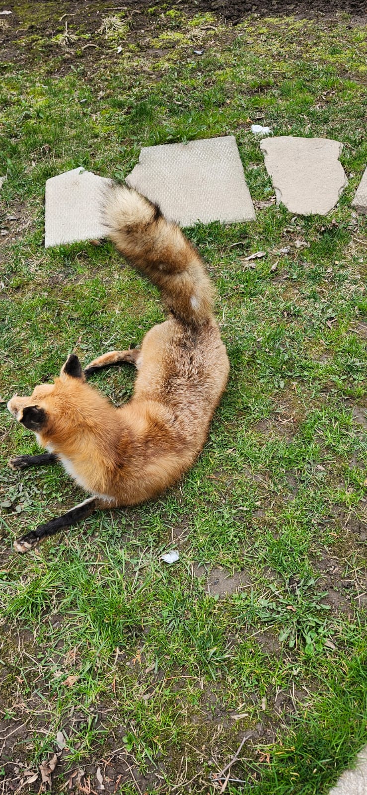 Posable soft mount fox taxidermy
