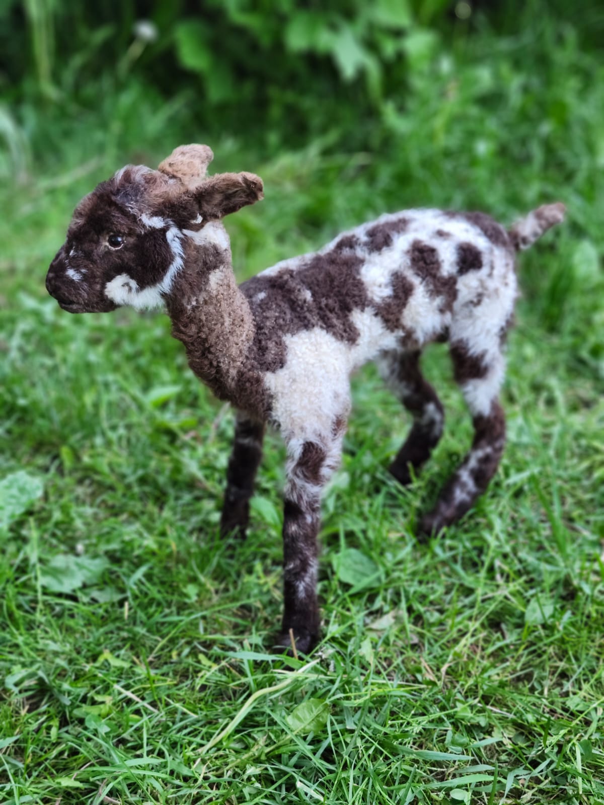 Fully Posable soft mount baby lamb taxidermy, goat, ram, sheep