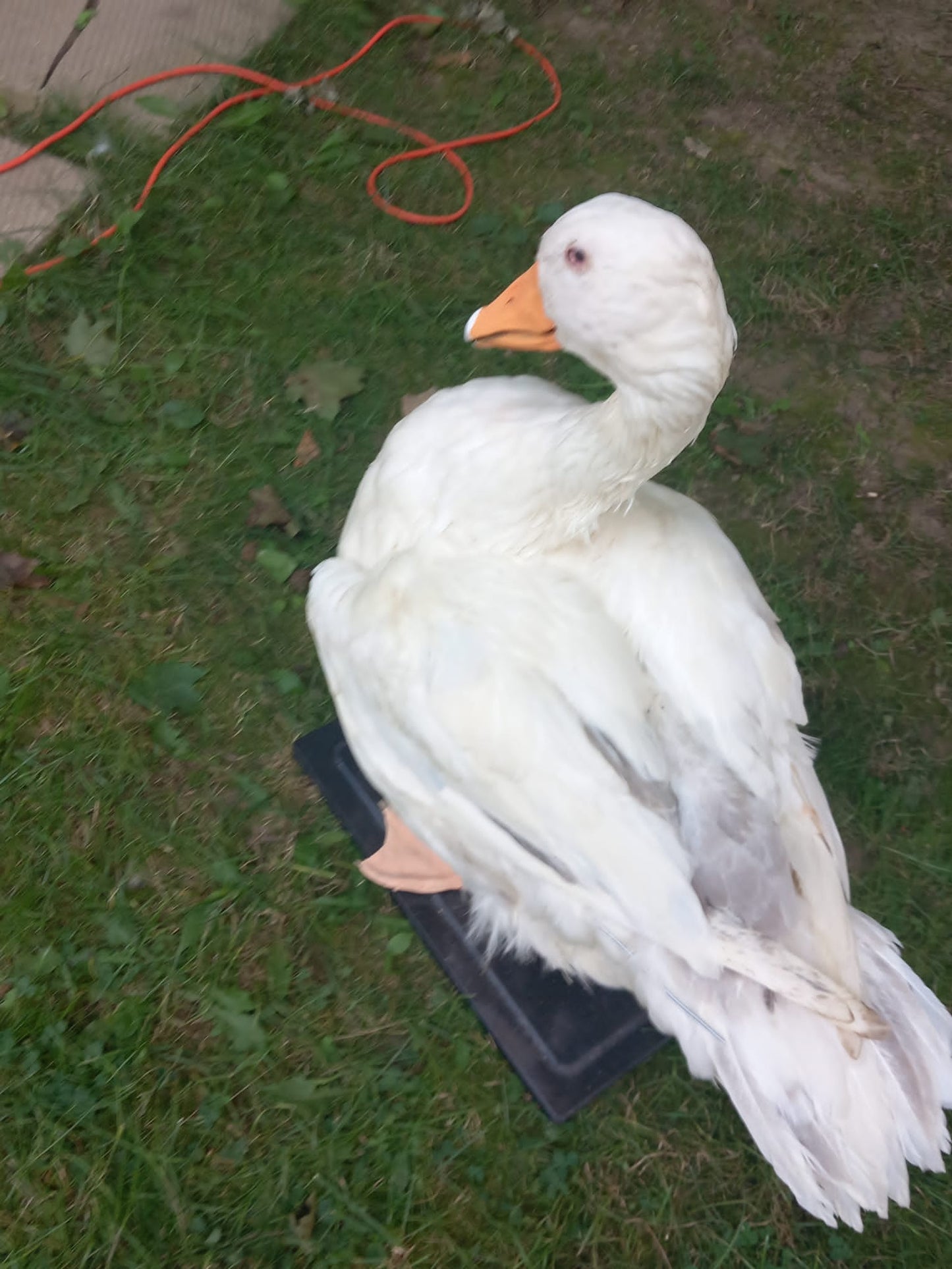 White goose taxidermy