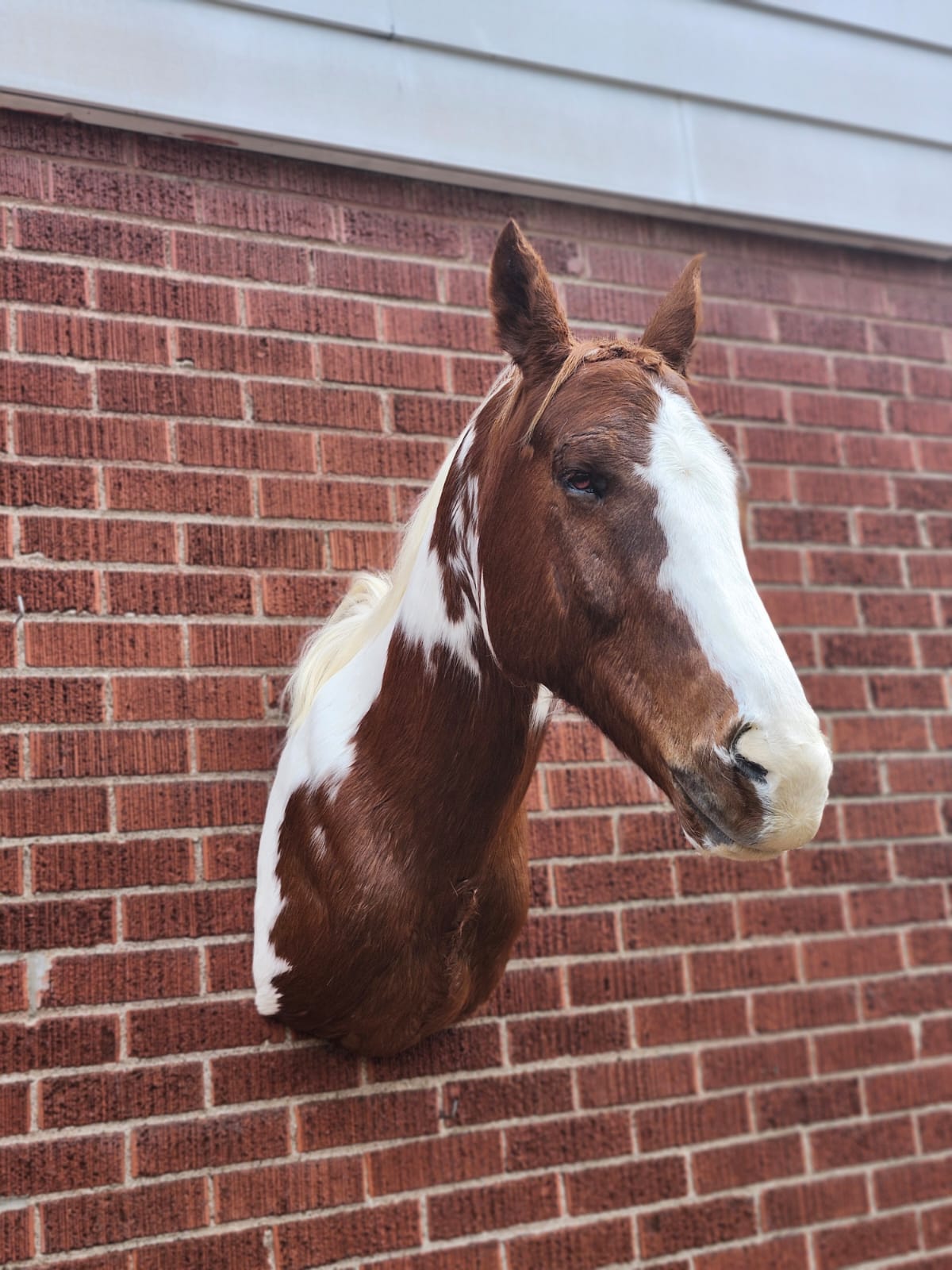 Shoulder mount brown and white horse taxidermy