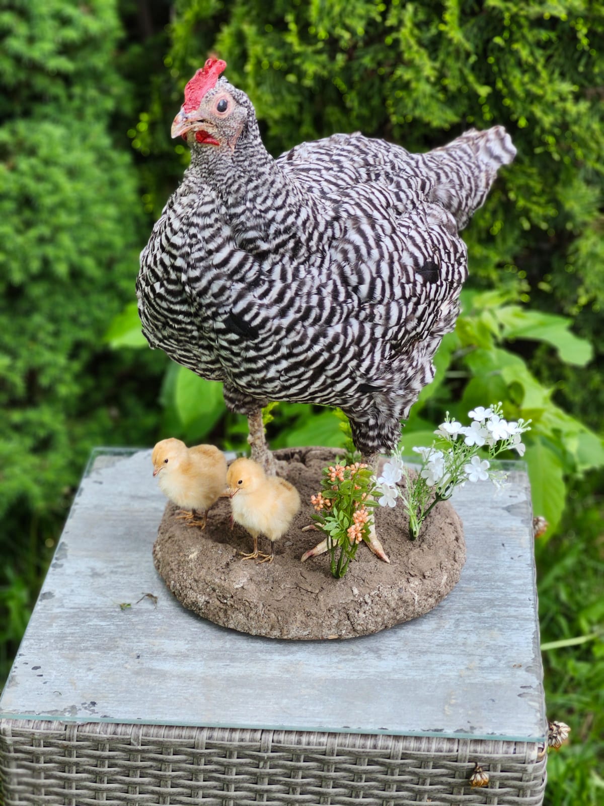 Chicken taxidermy with her chicks