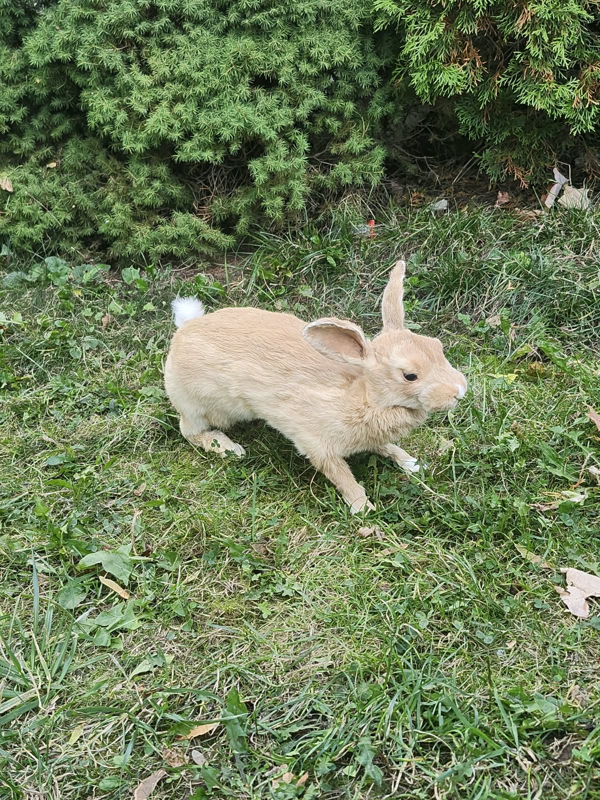 Fully Posable soft mount rabbit taxidermy