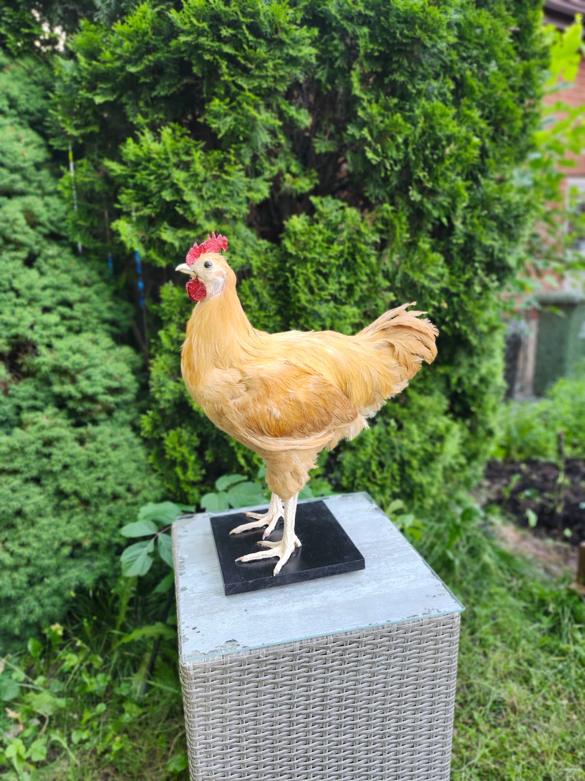 XL nice blond rooster Taxidermy, chicken