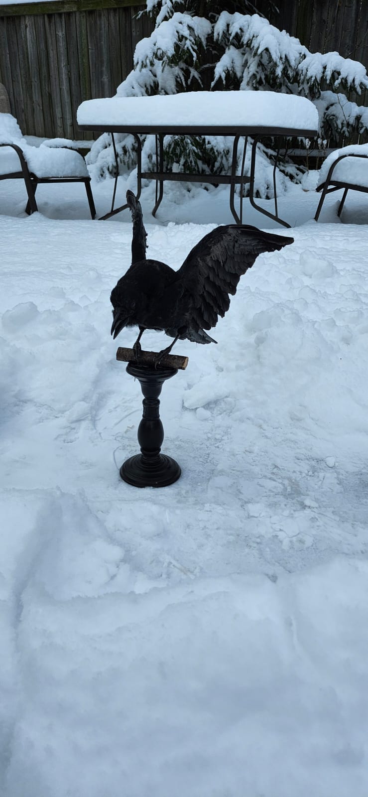 Standing carrion crow taxidermy