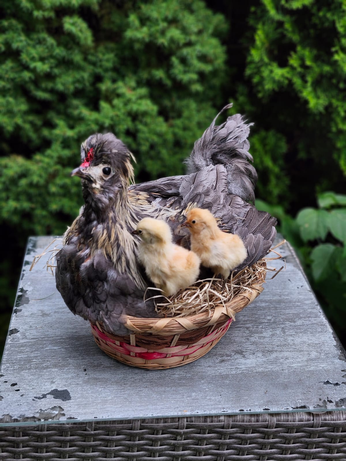 Chicken, rooster, hen taxidermy siting on a nest with two chicks