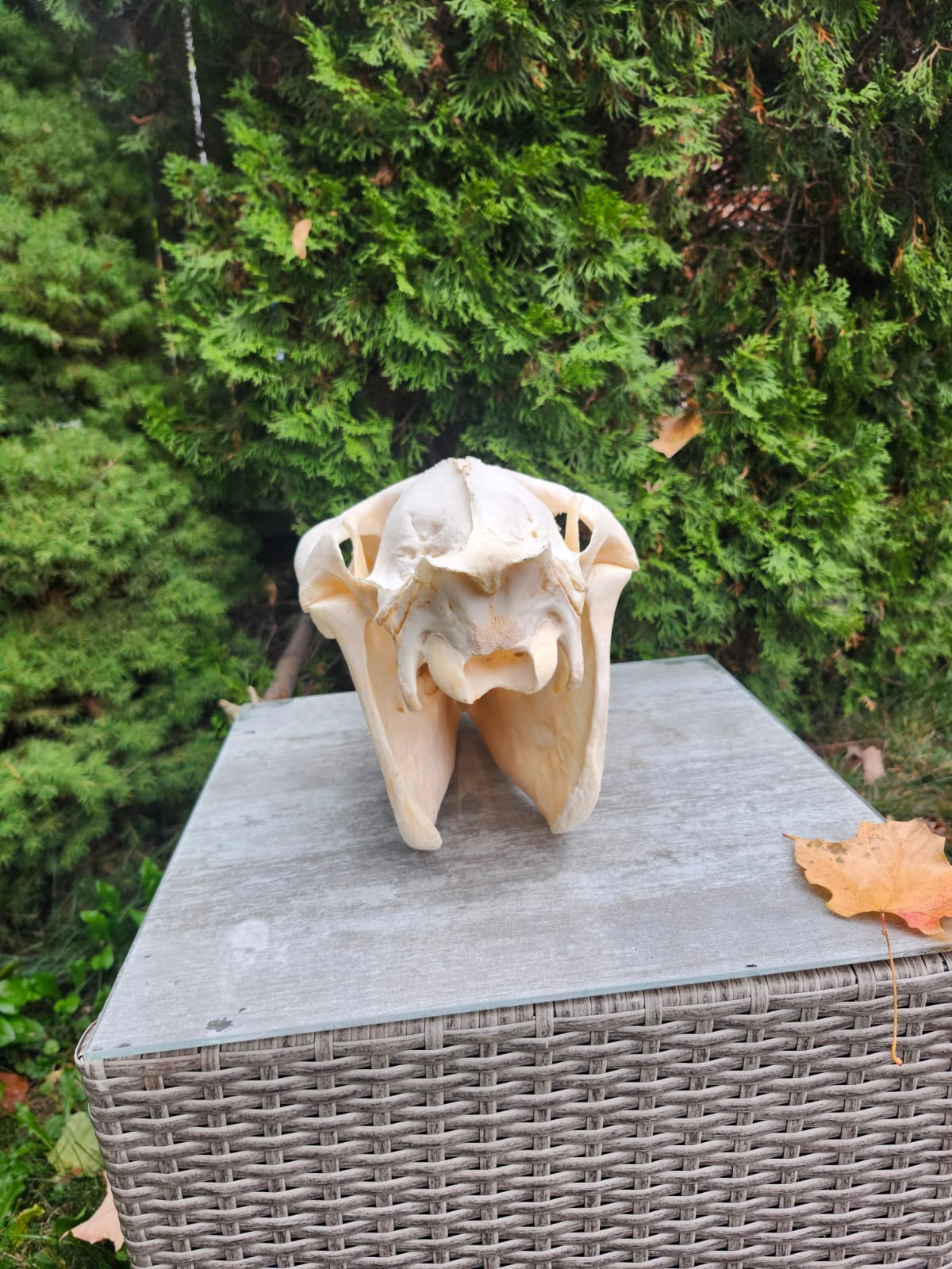 Donkey skull taxidermy