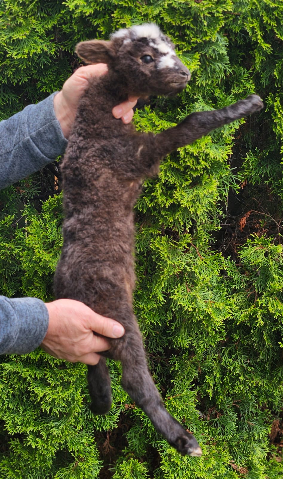 Floppy soft mount baby lamb taxidermy,  goat, sheep
