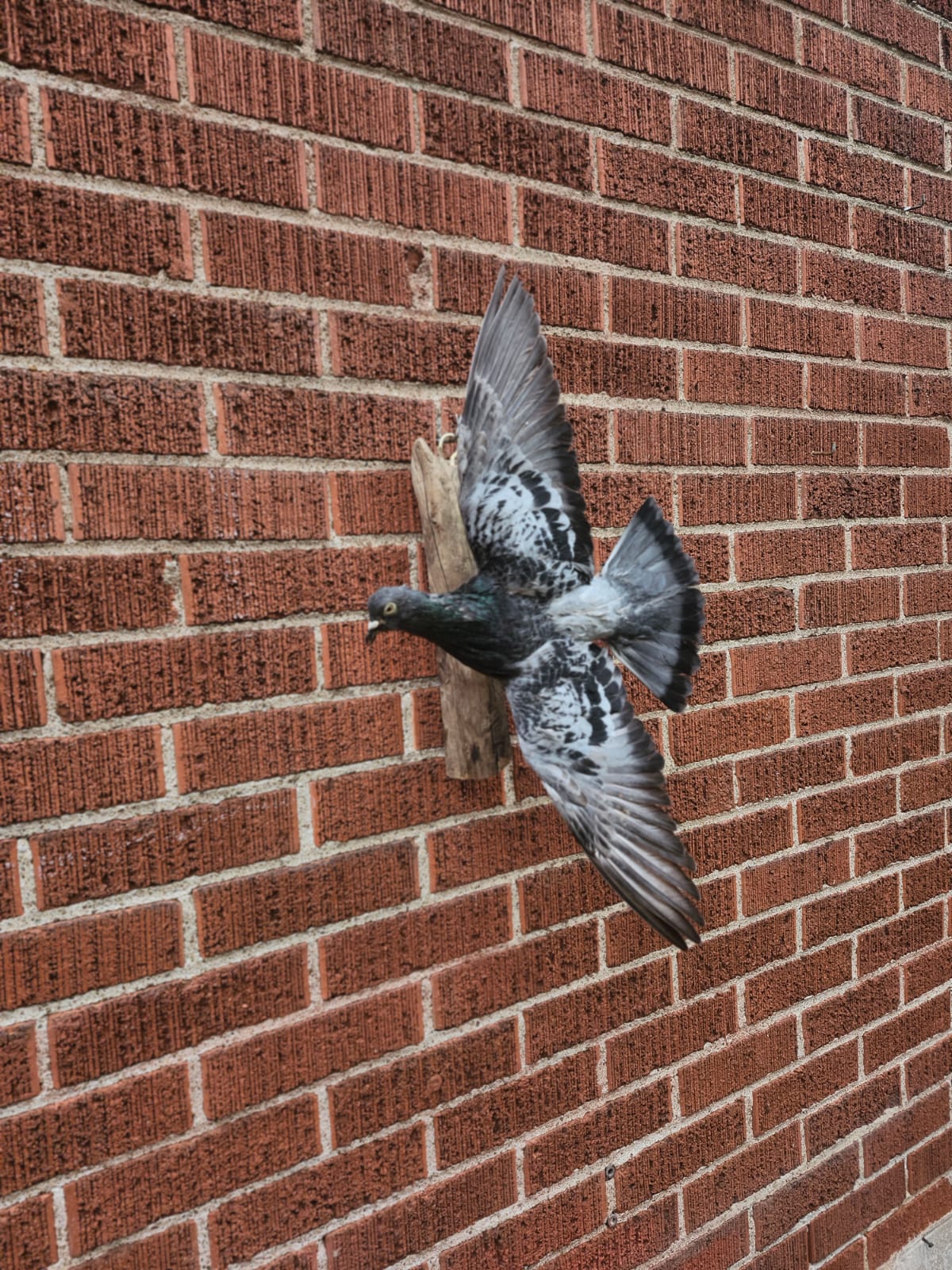 Flying wall mounted gray pigeon taxidermy