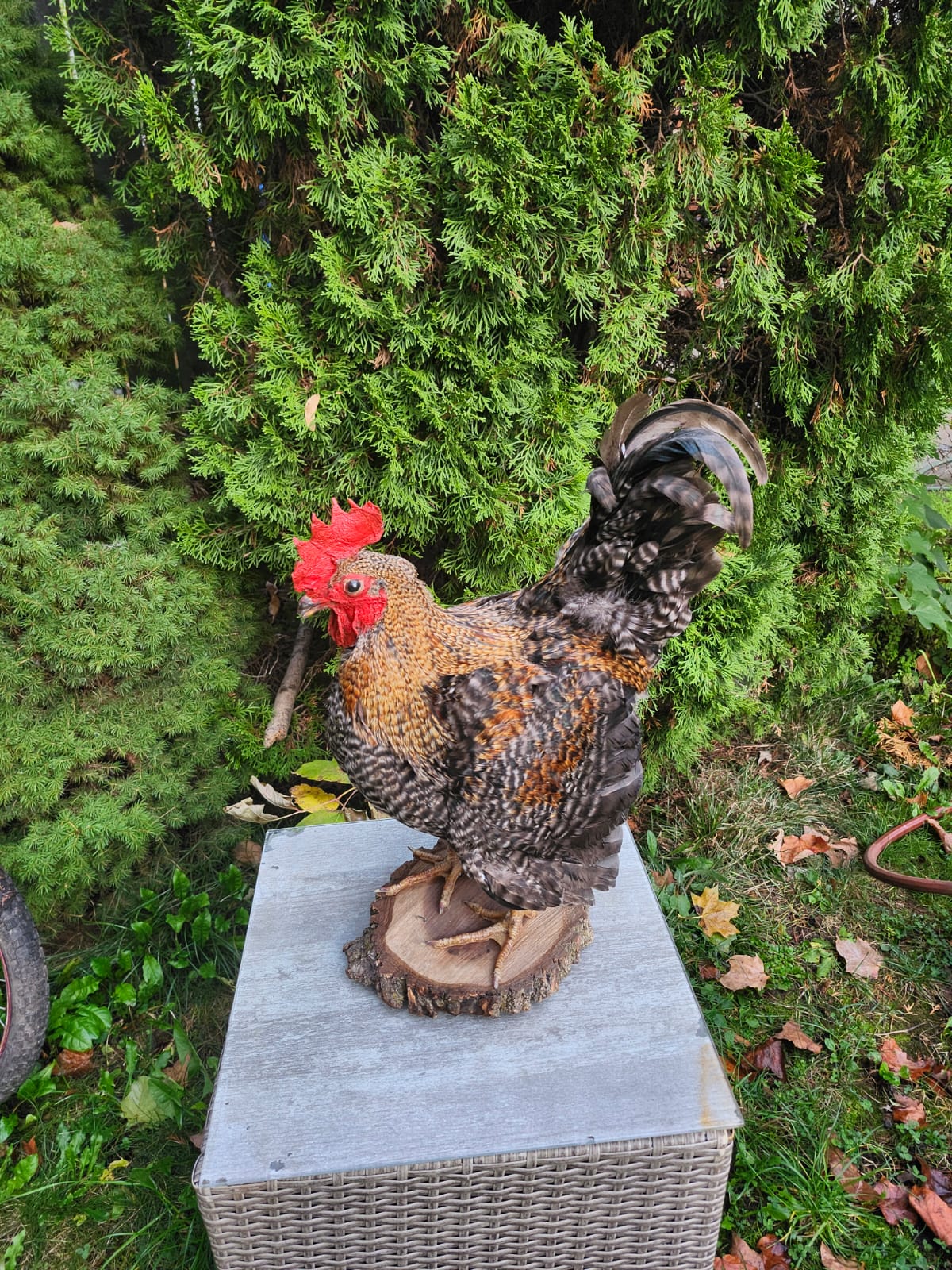 Standing rooster taxidermy, chicken taxidermy