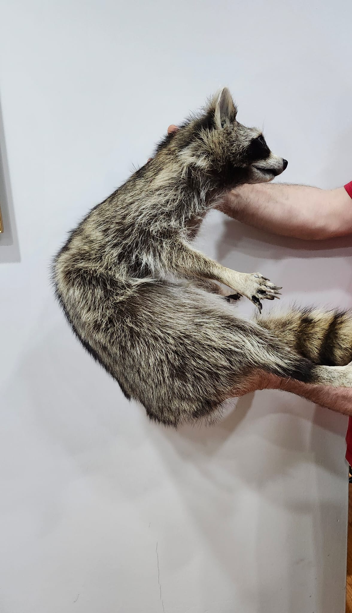 XXL floppy soft mount raccoon taxidermy