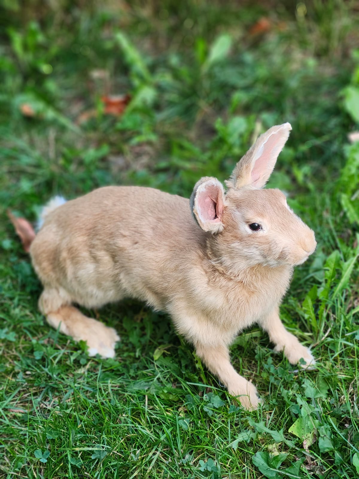 Fully posable soft mount brown orang rabbit taxidermy