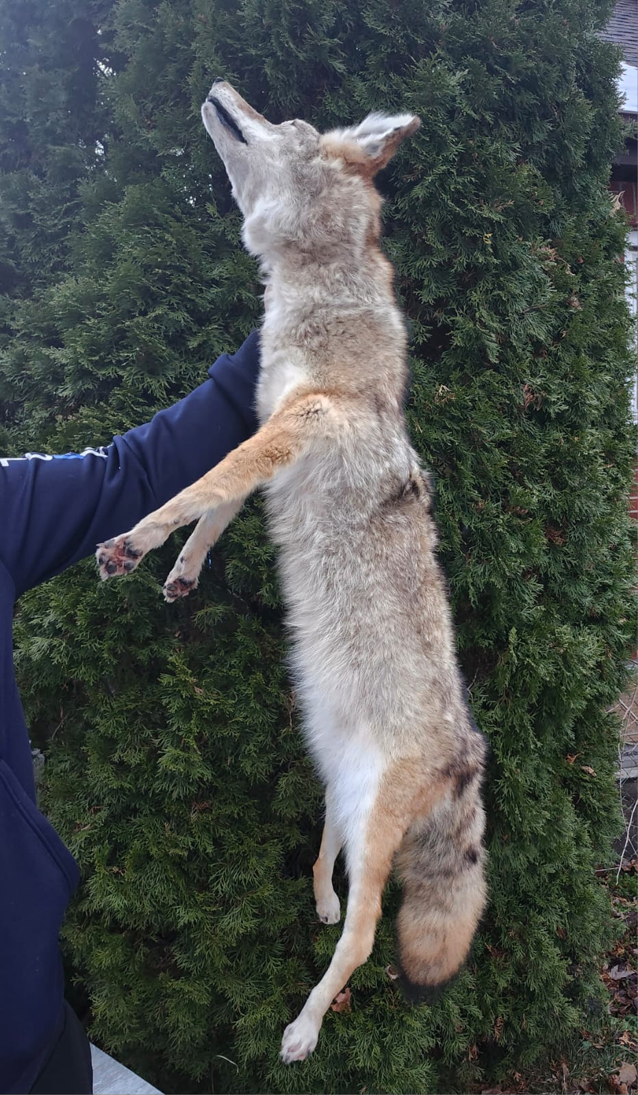 Soft mount coyote taxidermy