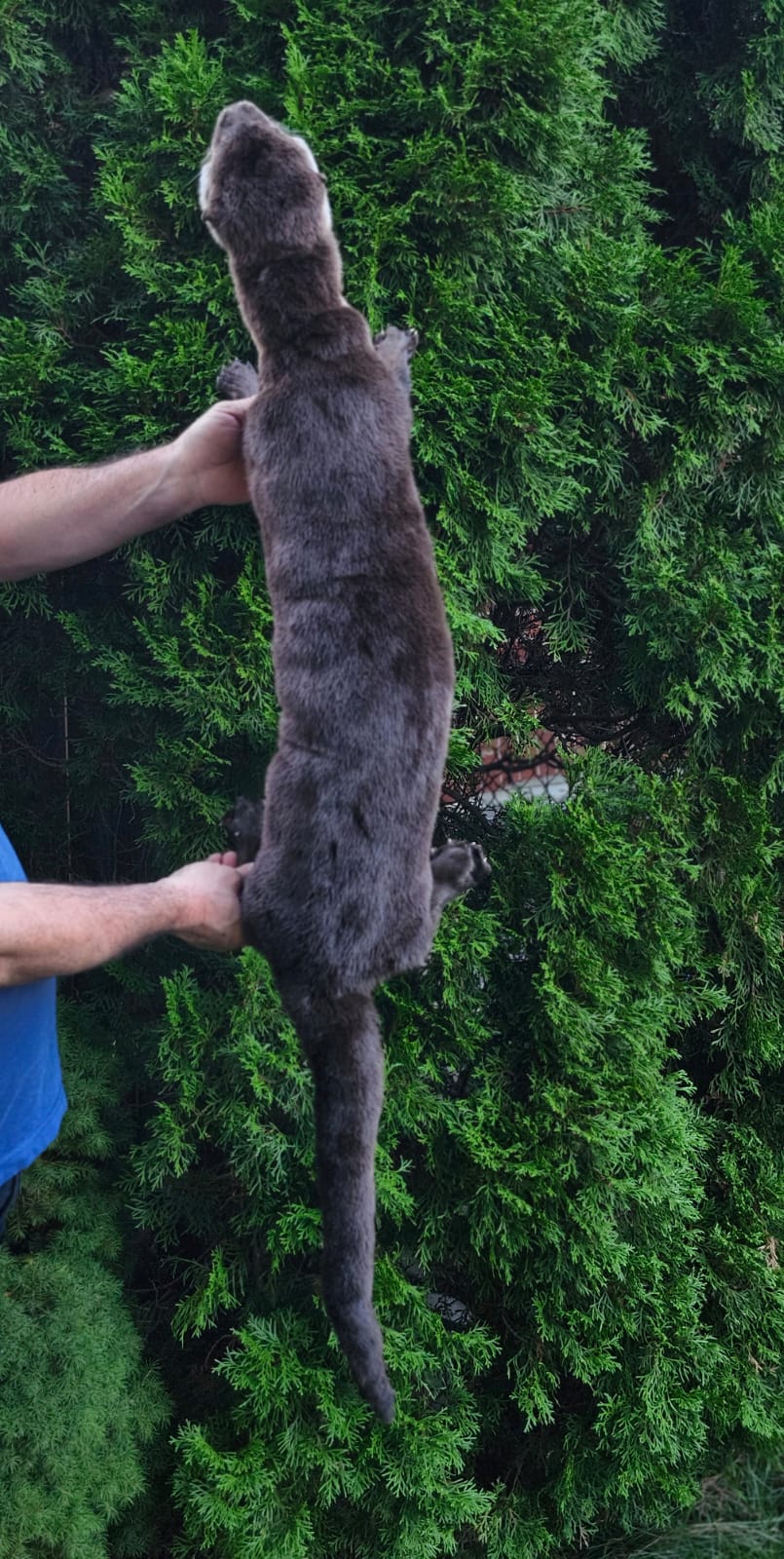 Fully Posable soft mount river otter taxidermy