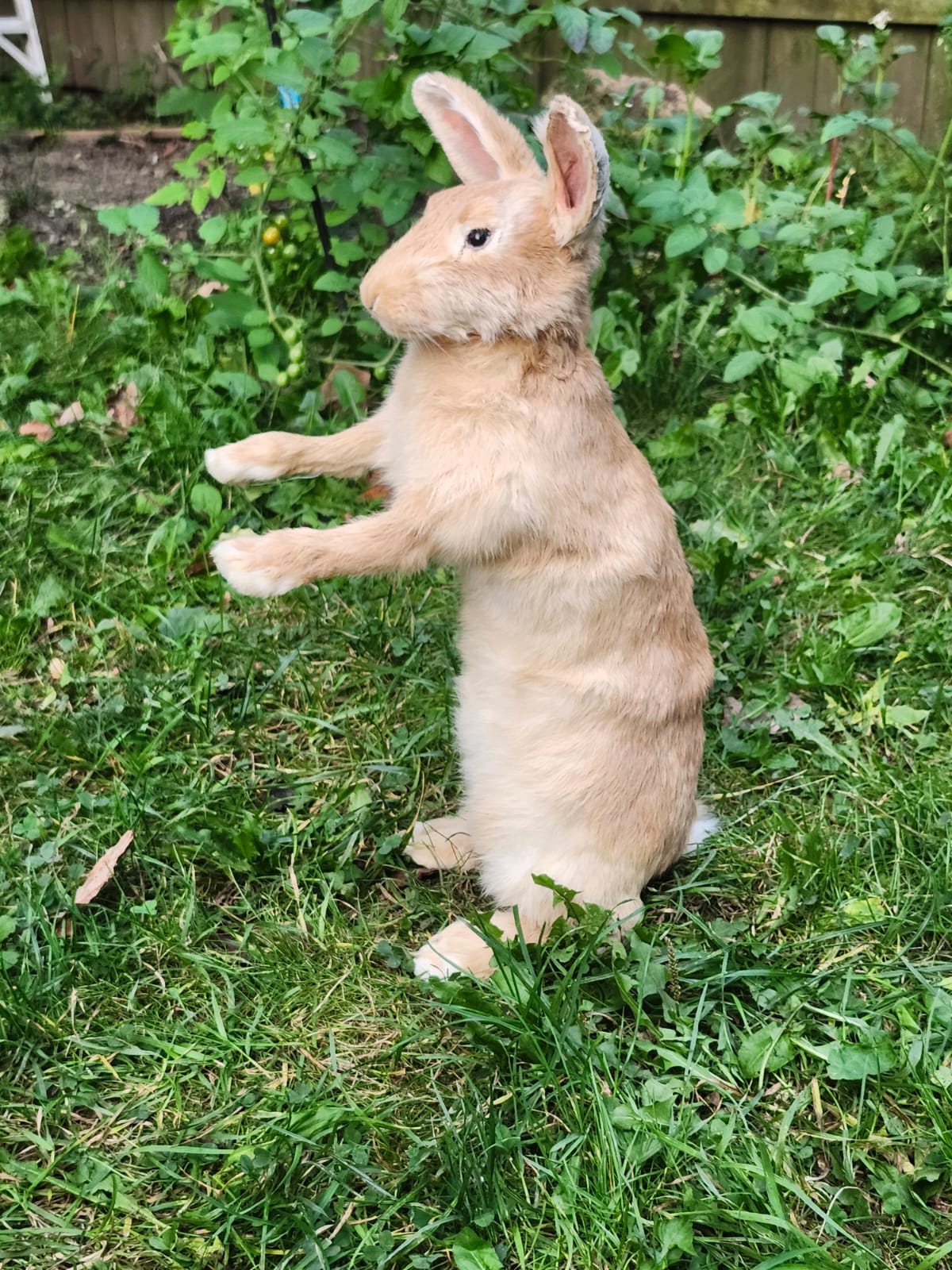 Fully posable soft mount brown orang rabbit taxidermy