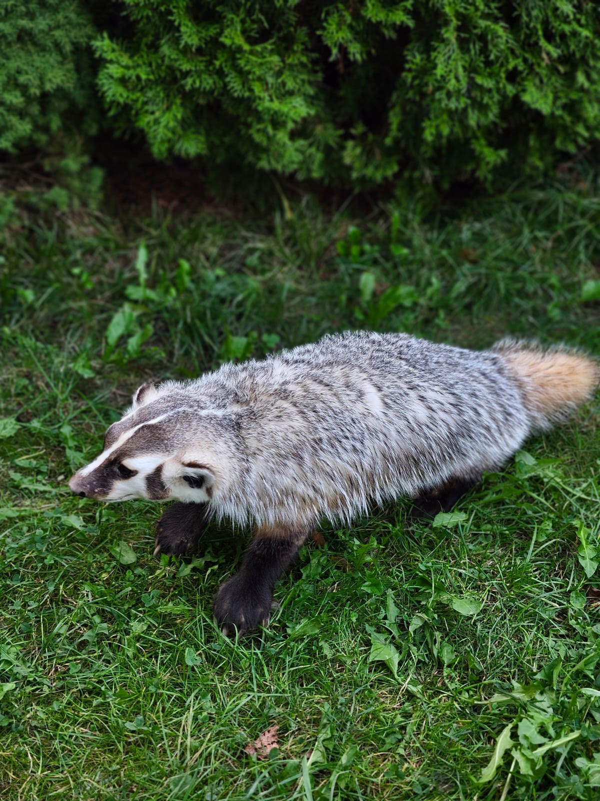 Fully Posable soft mount badger taxidermy