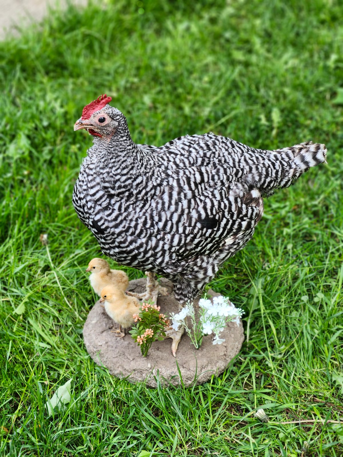 Chicken taxidermy with her chicks