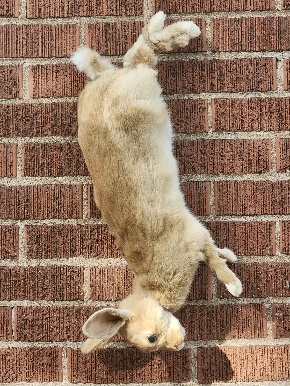 Fully Posable soft mount rabbit taxidermy