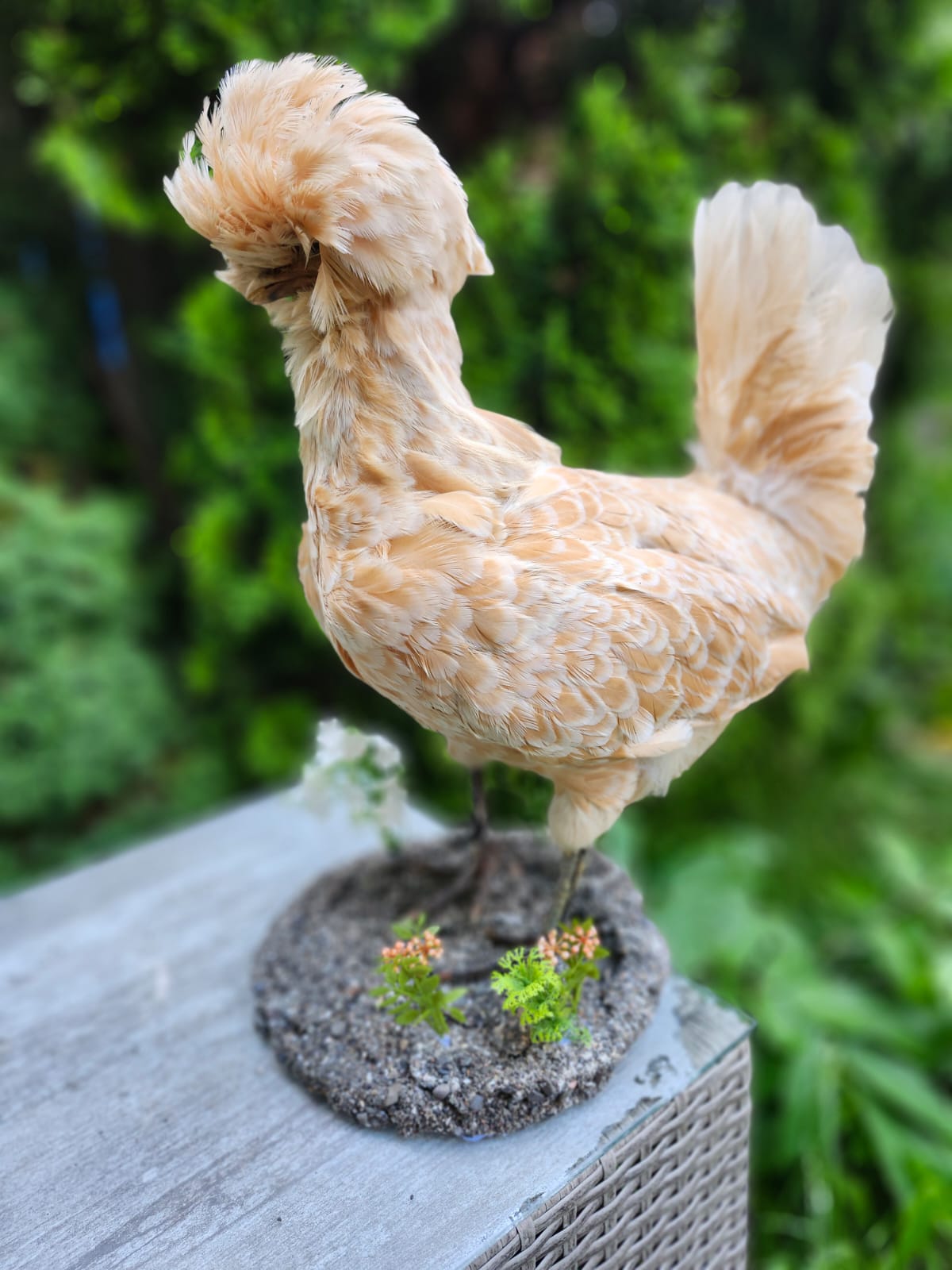 Chicken rooster taxidermy