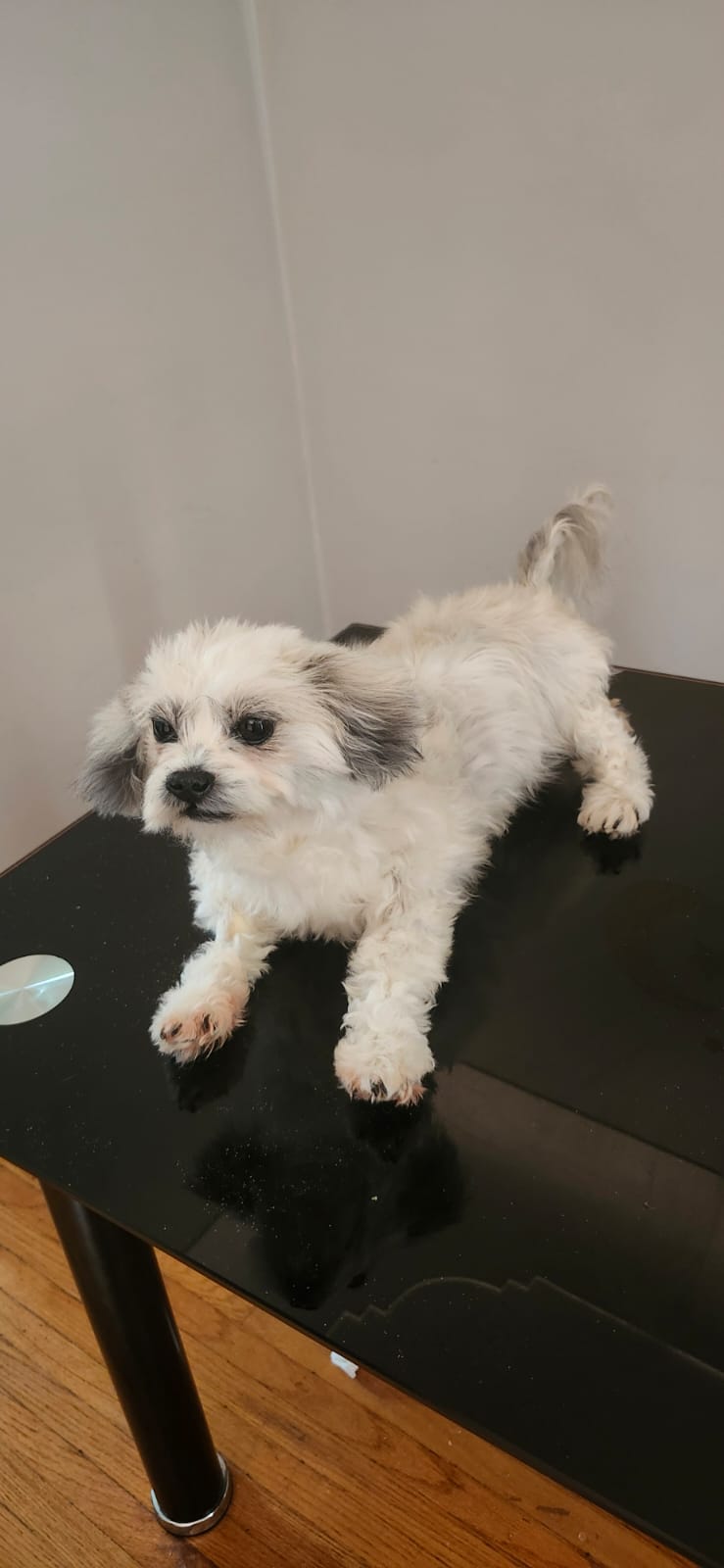 Posable soft mount dog