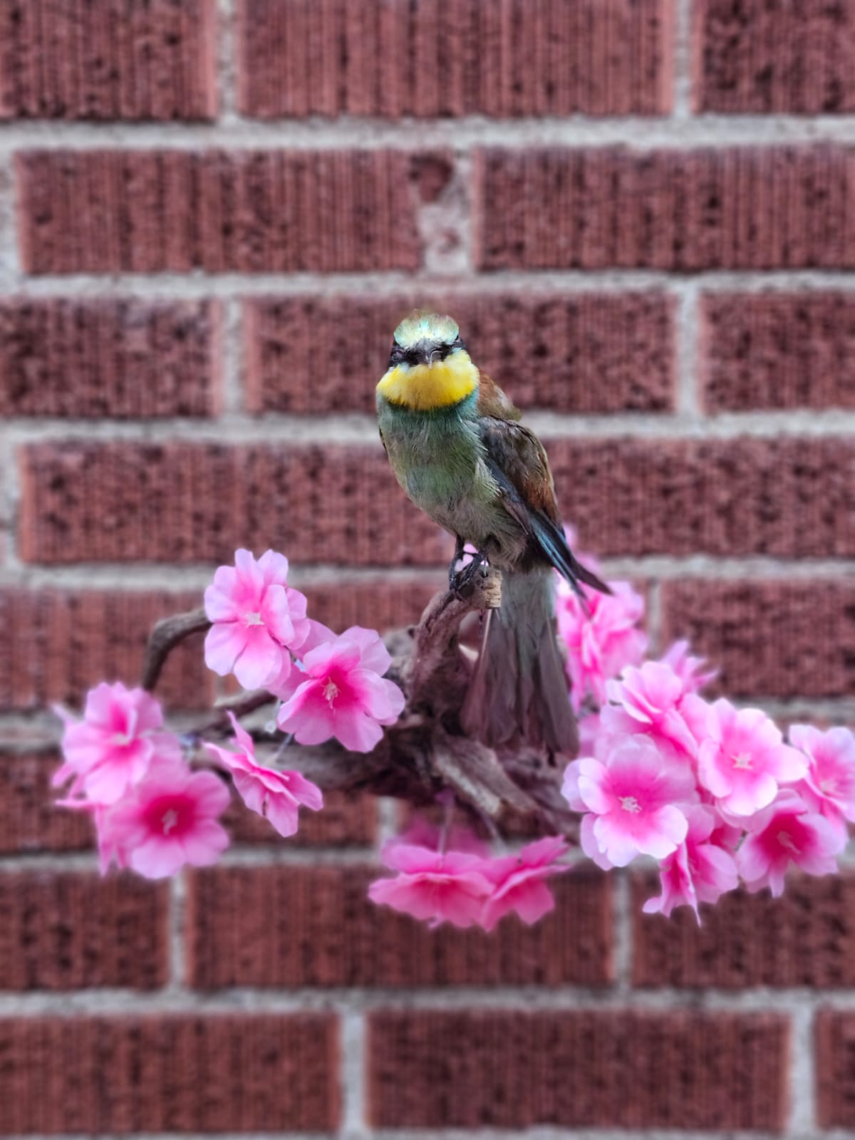 Wall mounted bee eater taxidermy