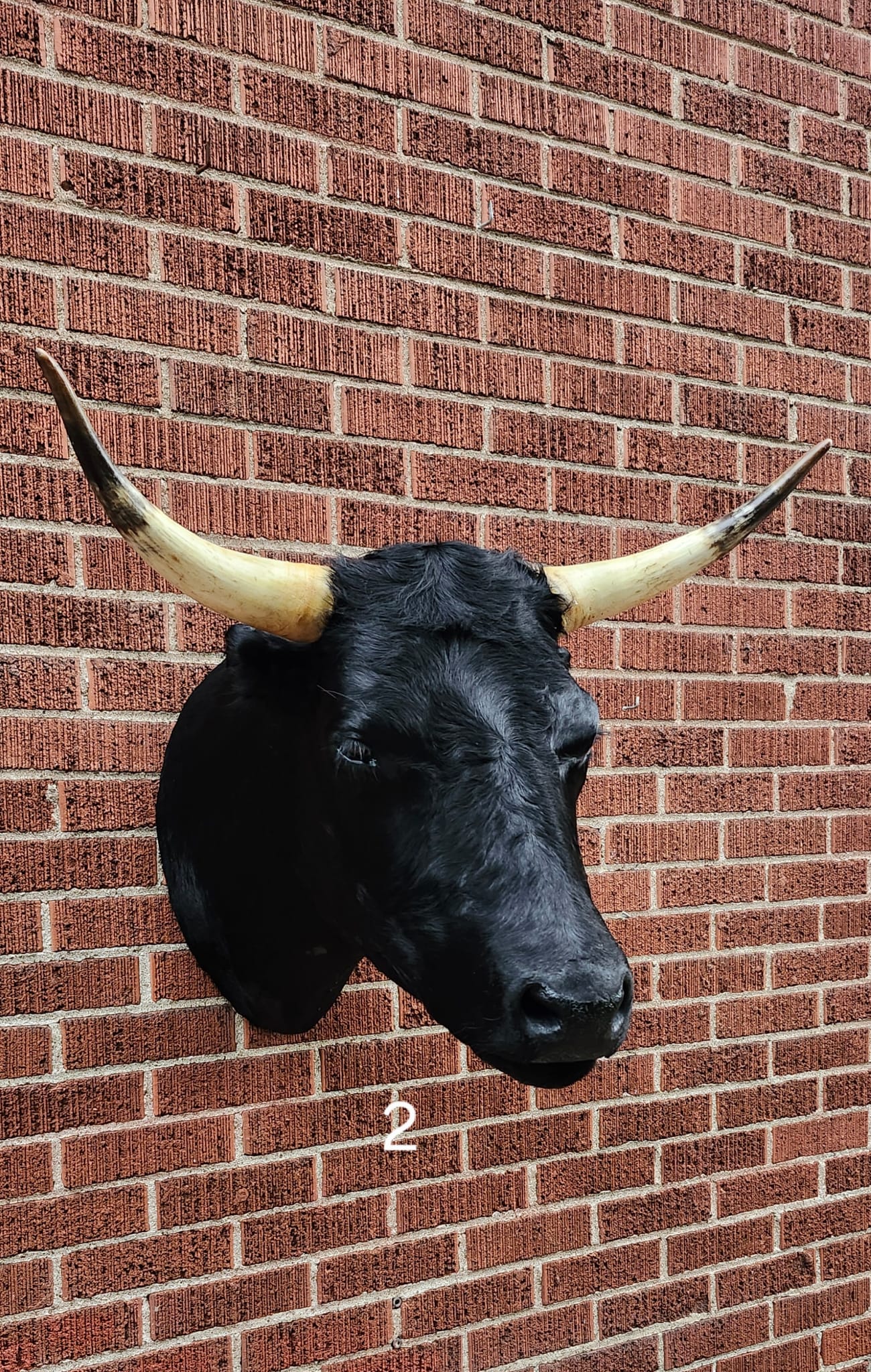 Black shoulder mount cow taxidermy