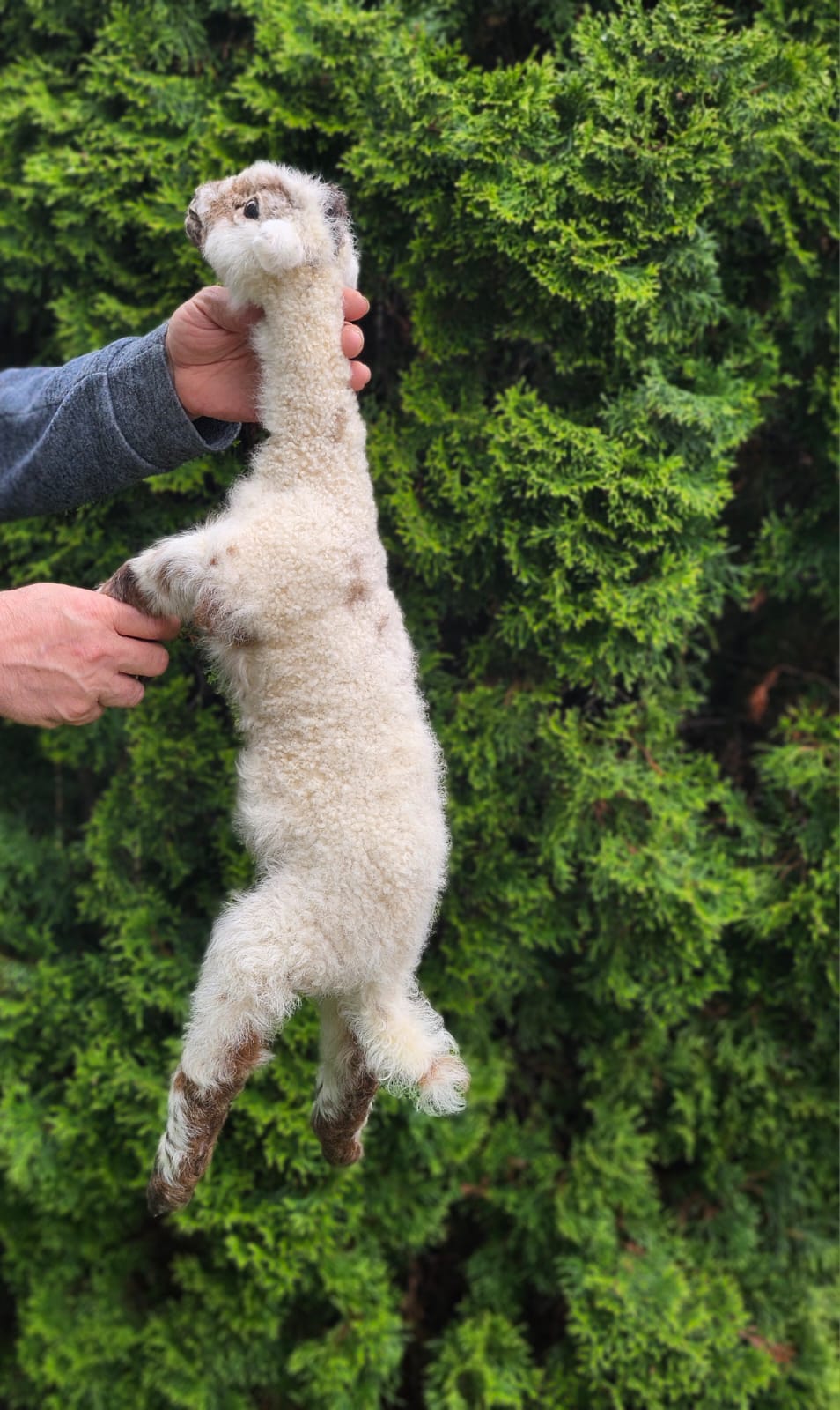 Floppy soft mount baby lamb taxidermy, goat, sheep taxidermy