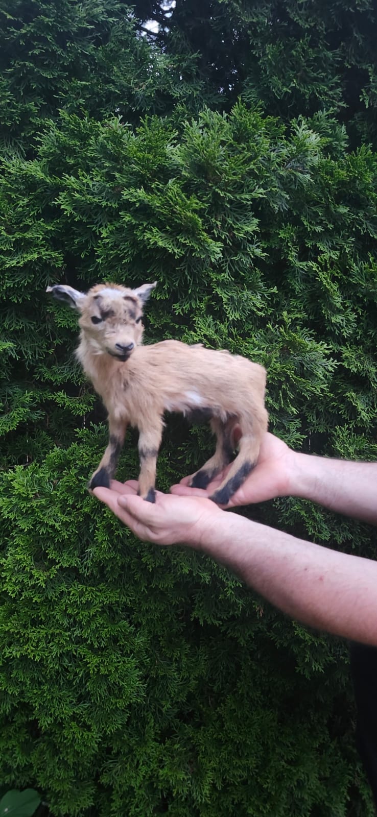 Fully Posable soft mount baby goat, lamb, sheep taxidermy