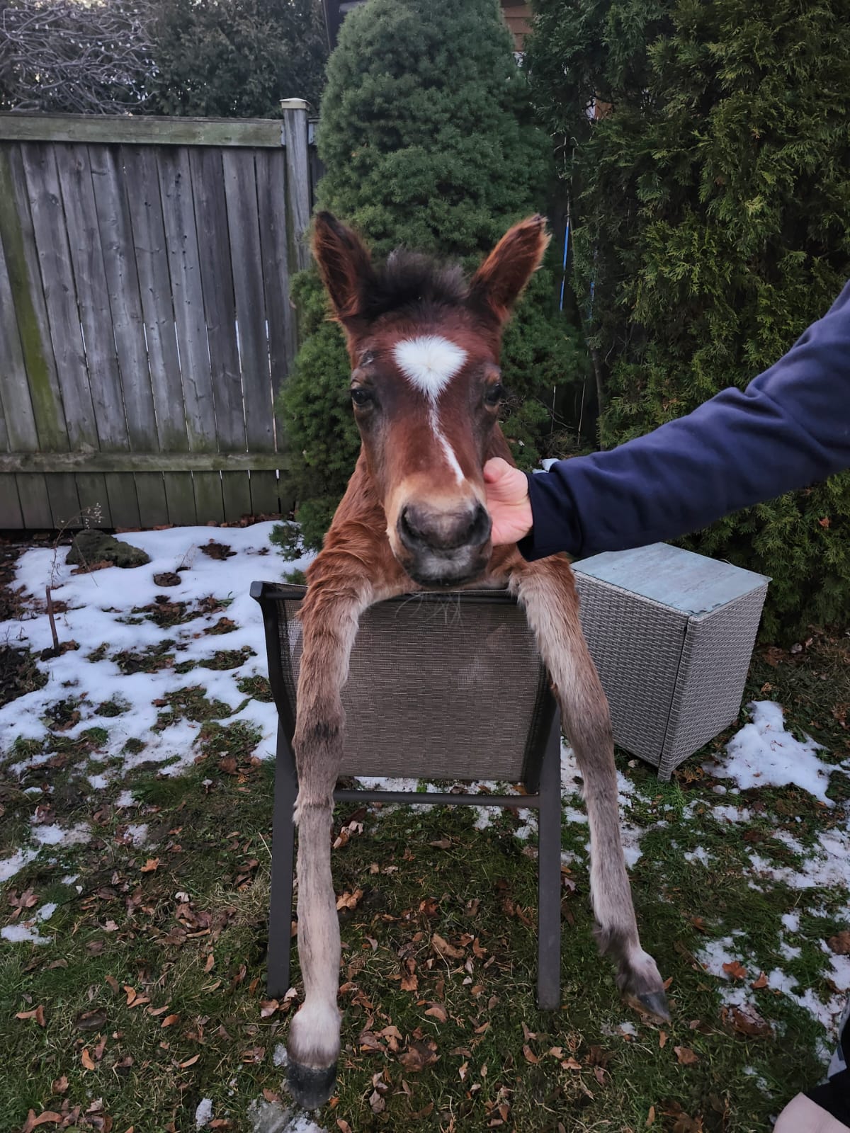 Soft mount brown horse taxidermy, pony taxidermy
