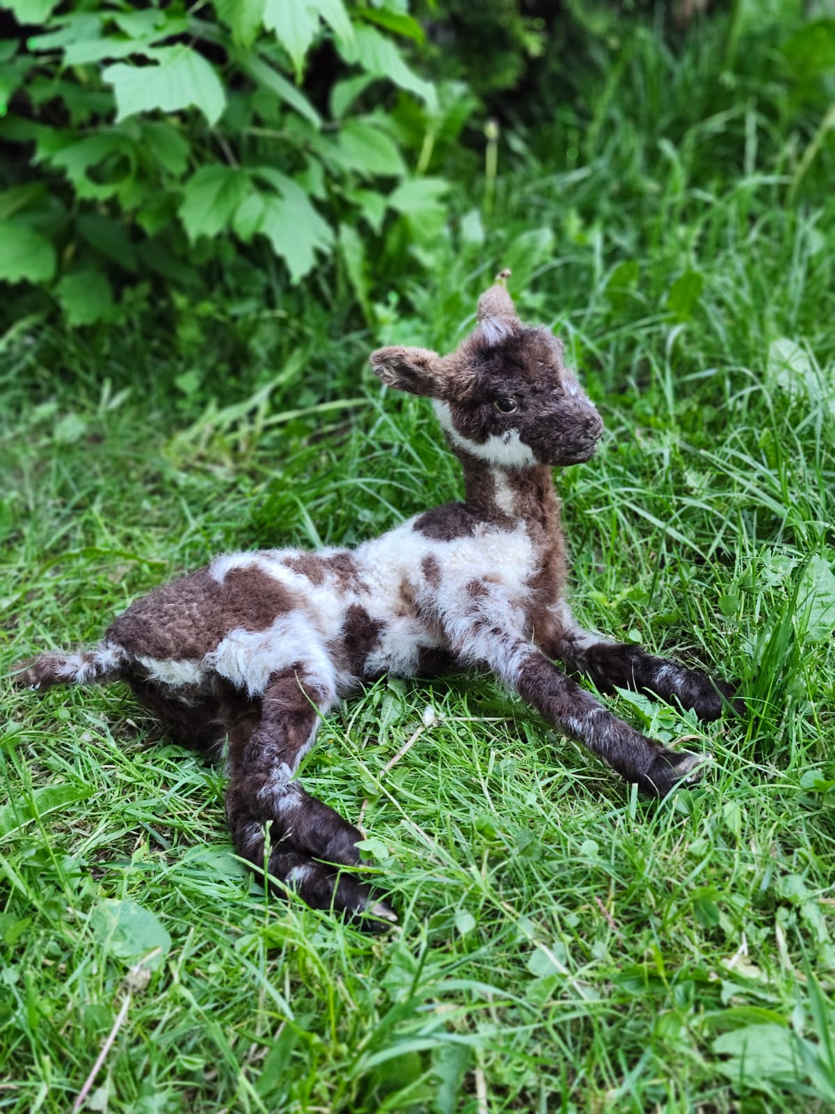 Fully Posable soft mount baby lamb taxidermy, goat, ram, sheep