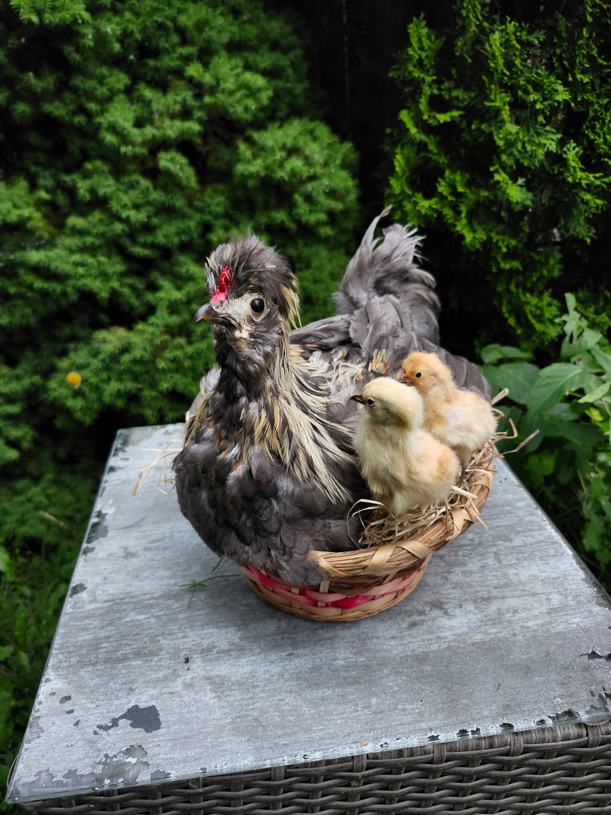 Chicken, rooster, hen taxidermy siting on a nest with two chicks
