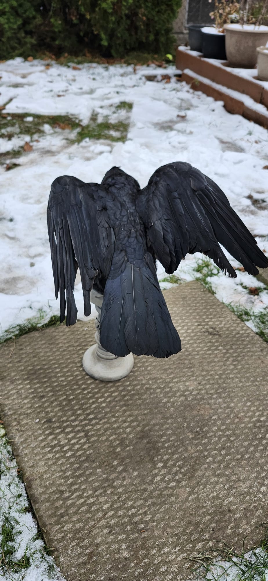 Carrion crow taxidermy