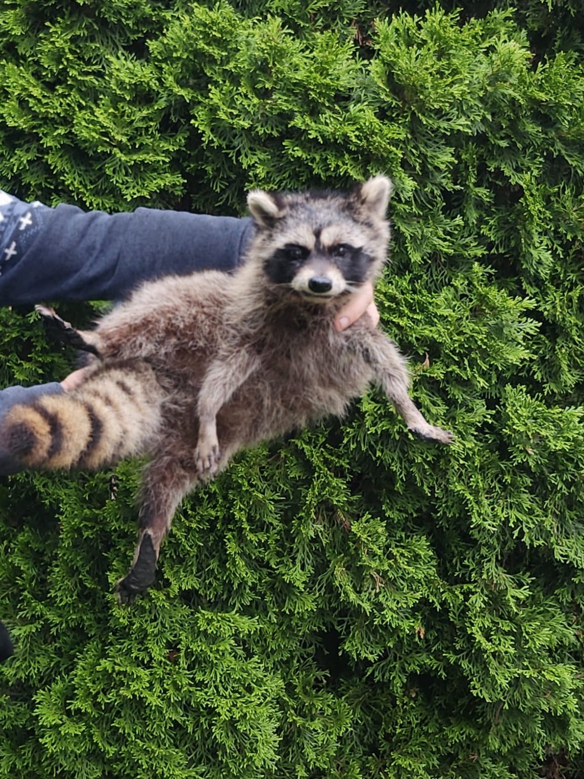 Soft mount large raccoon taxidermy