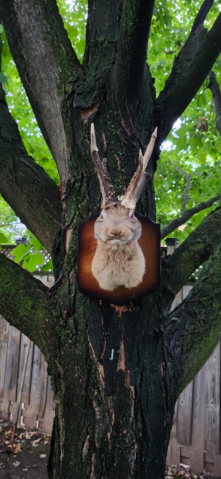 Shoulder mount brown jackalope taxidermy
