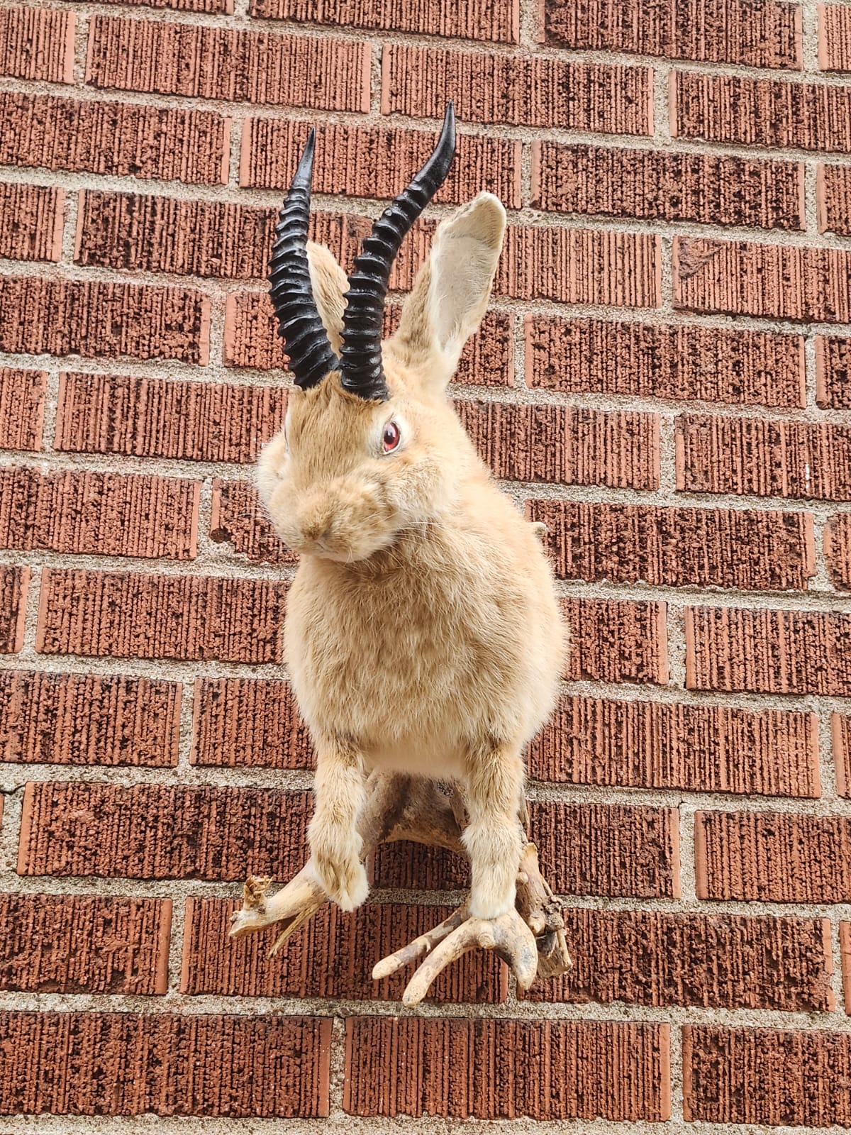 Shoulder mount jackalope taxidermy, wall mount rabbit