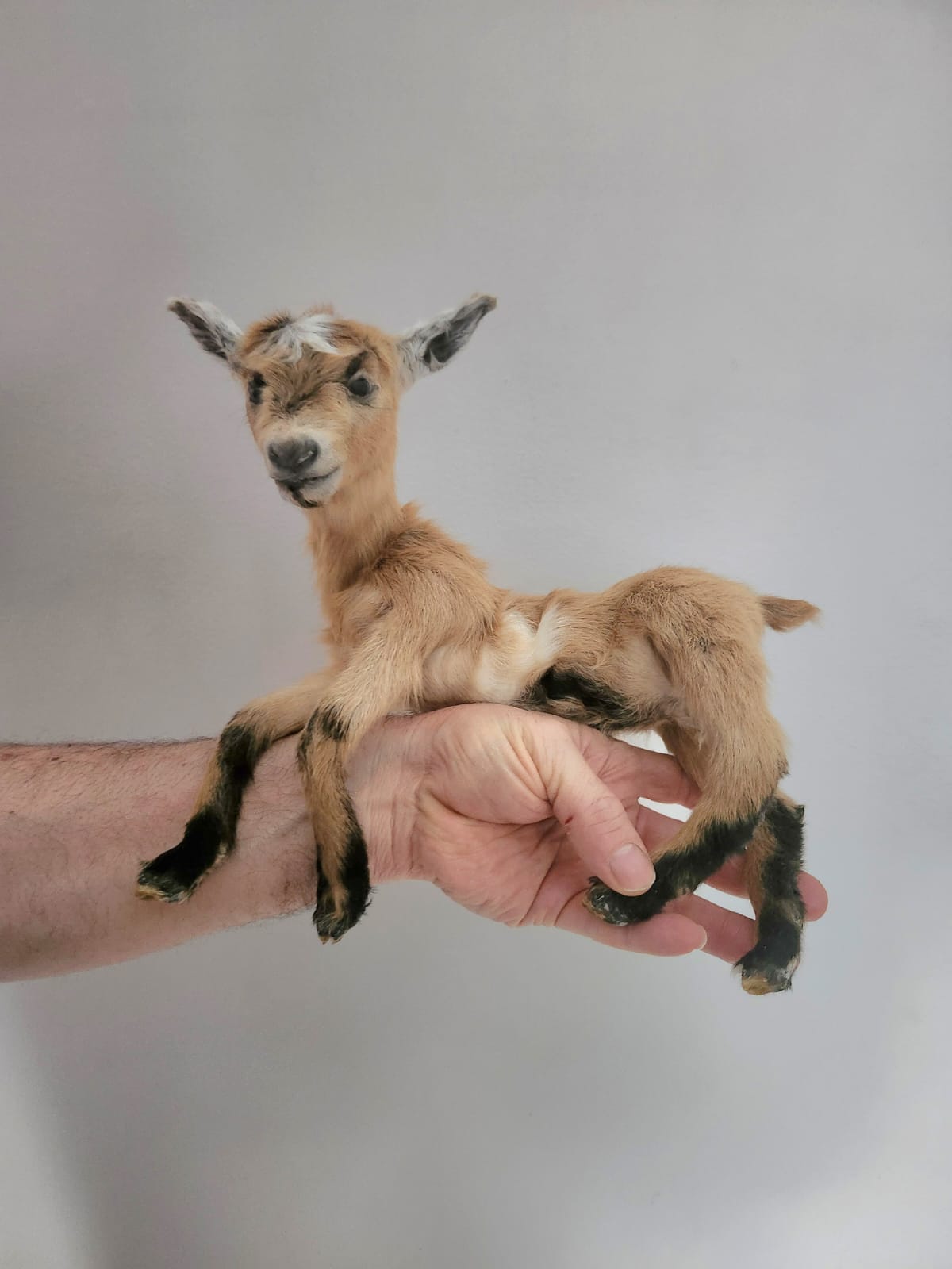 Pose-able soft mount baby goat taxidermy