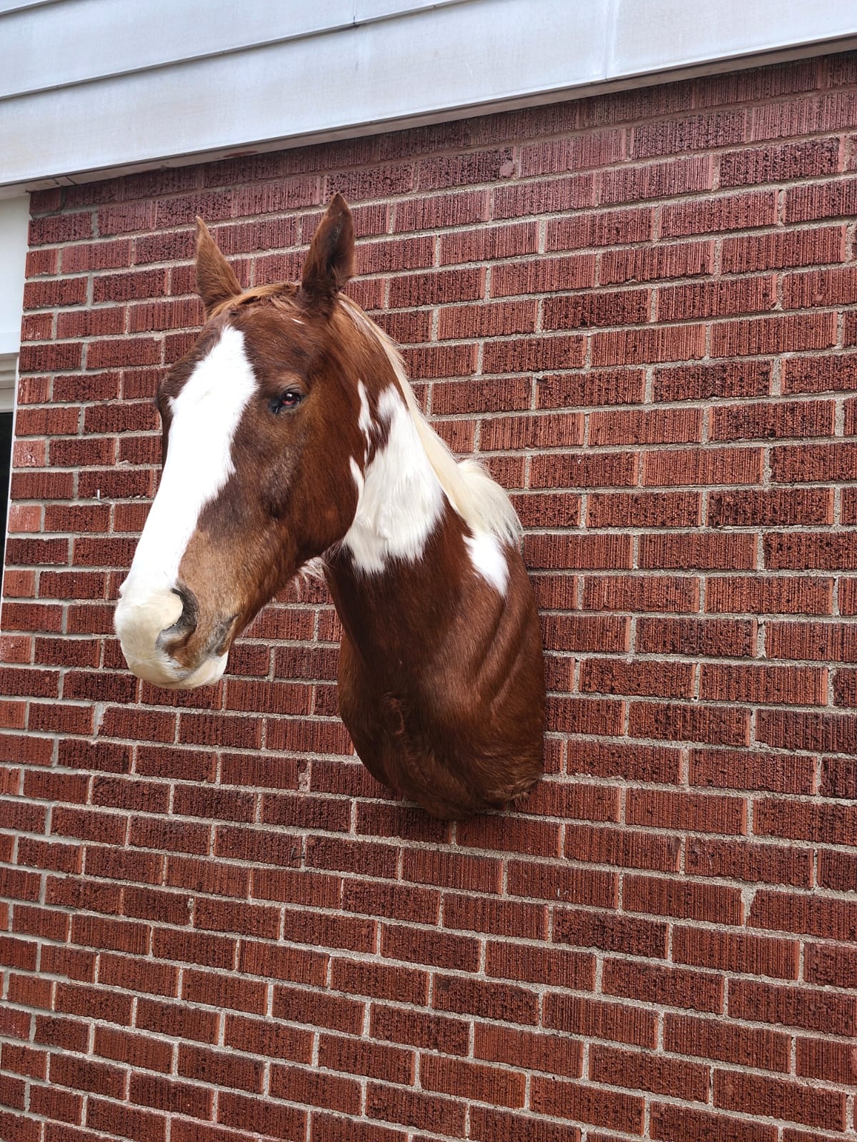 Shoulder mount brown and white horse taxidermy
