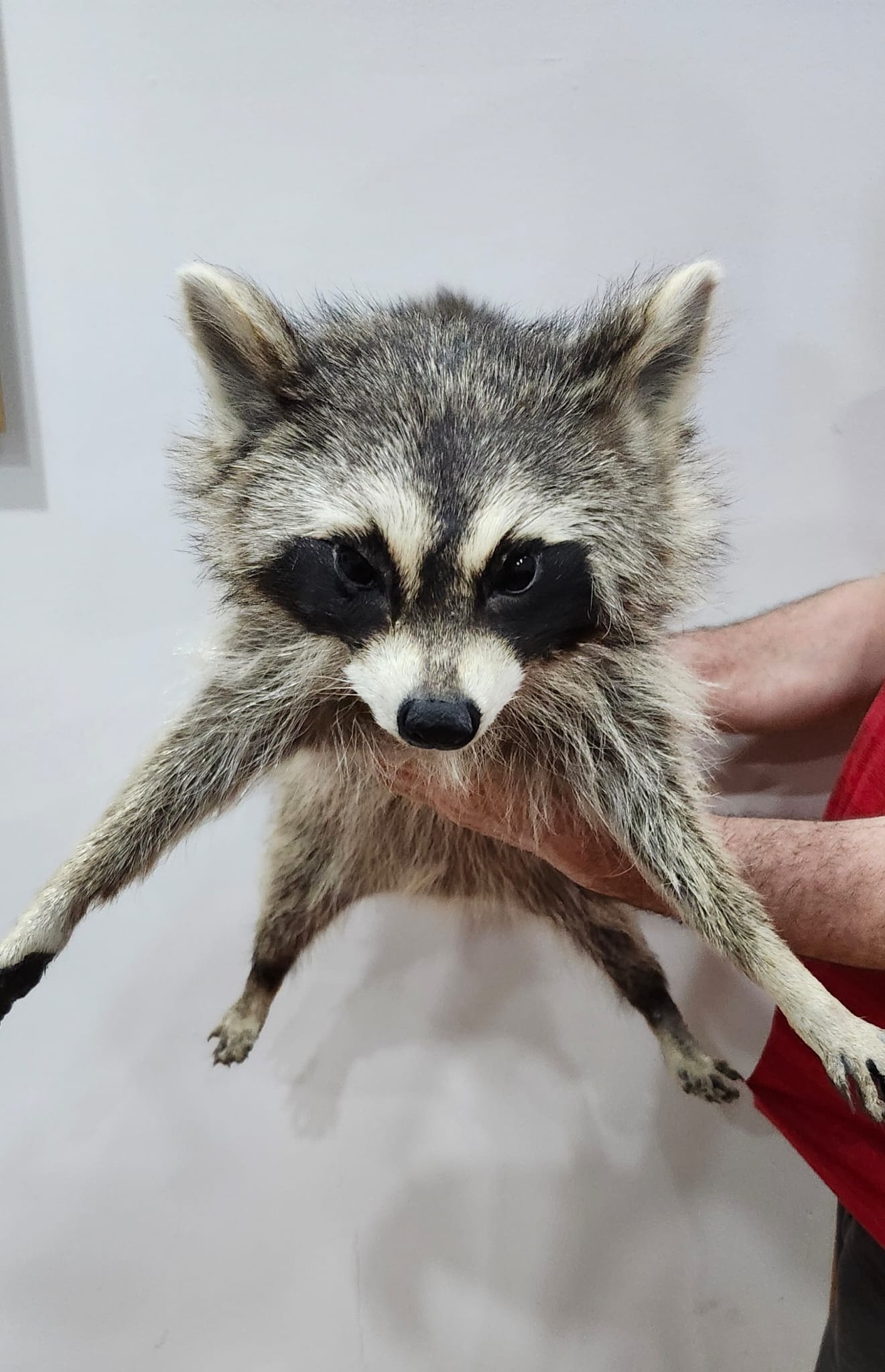 XXL floppy soft mount raccoon taxidermy