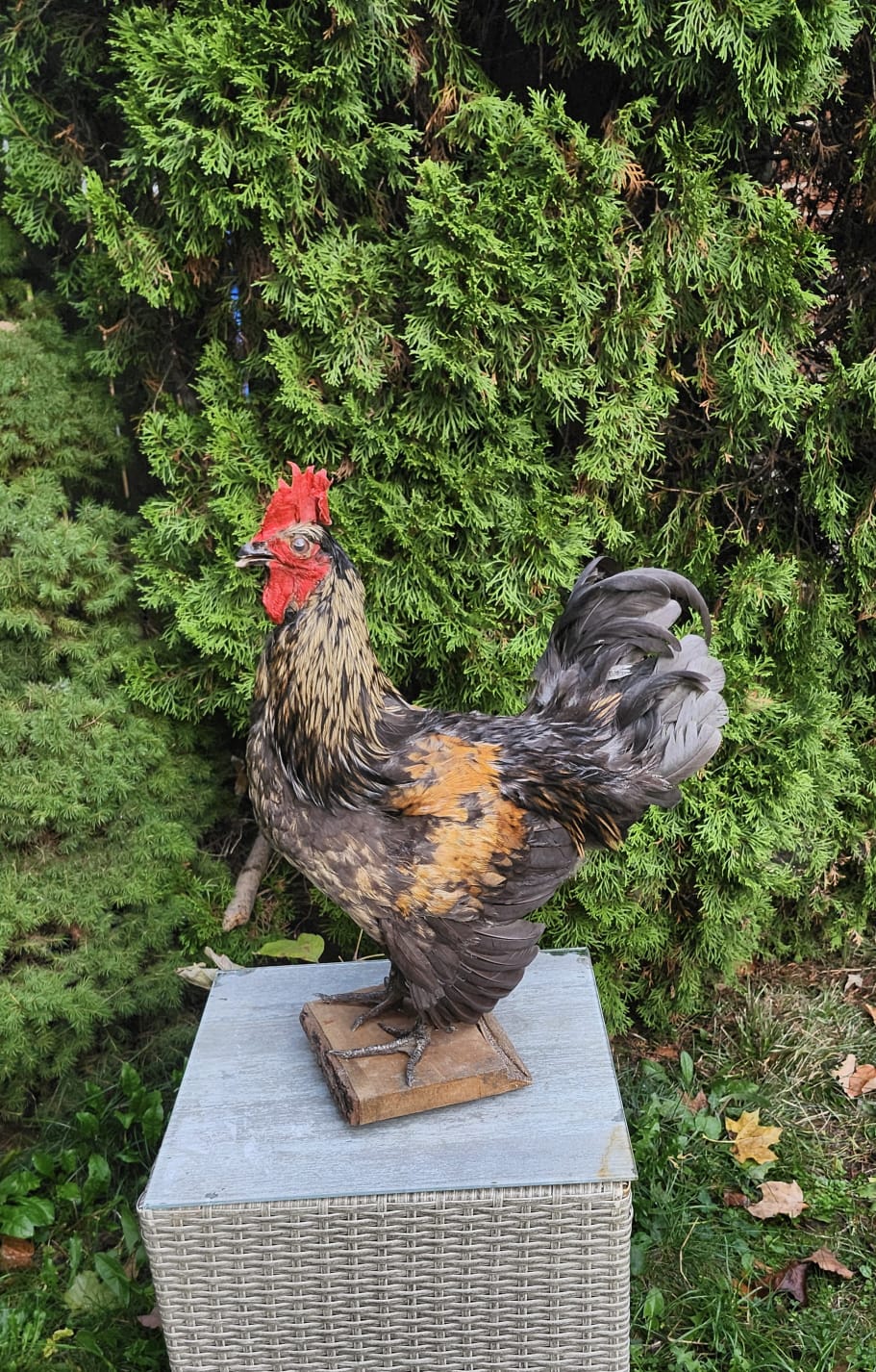Standing colorful rooster taxidermy, chicken taxidermy